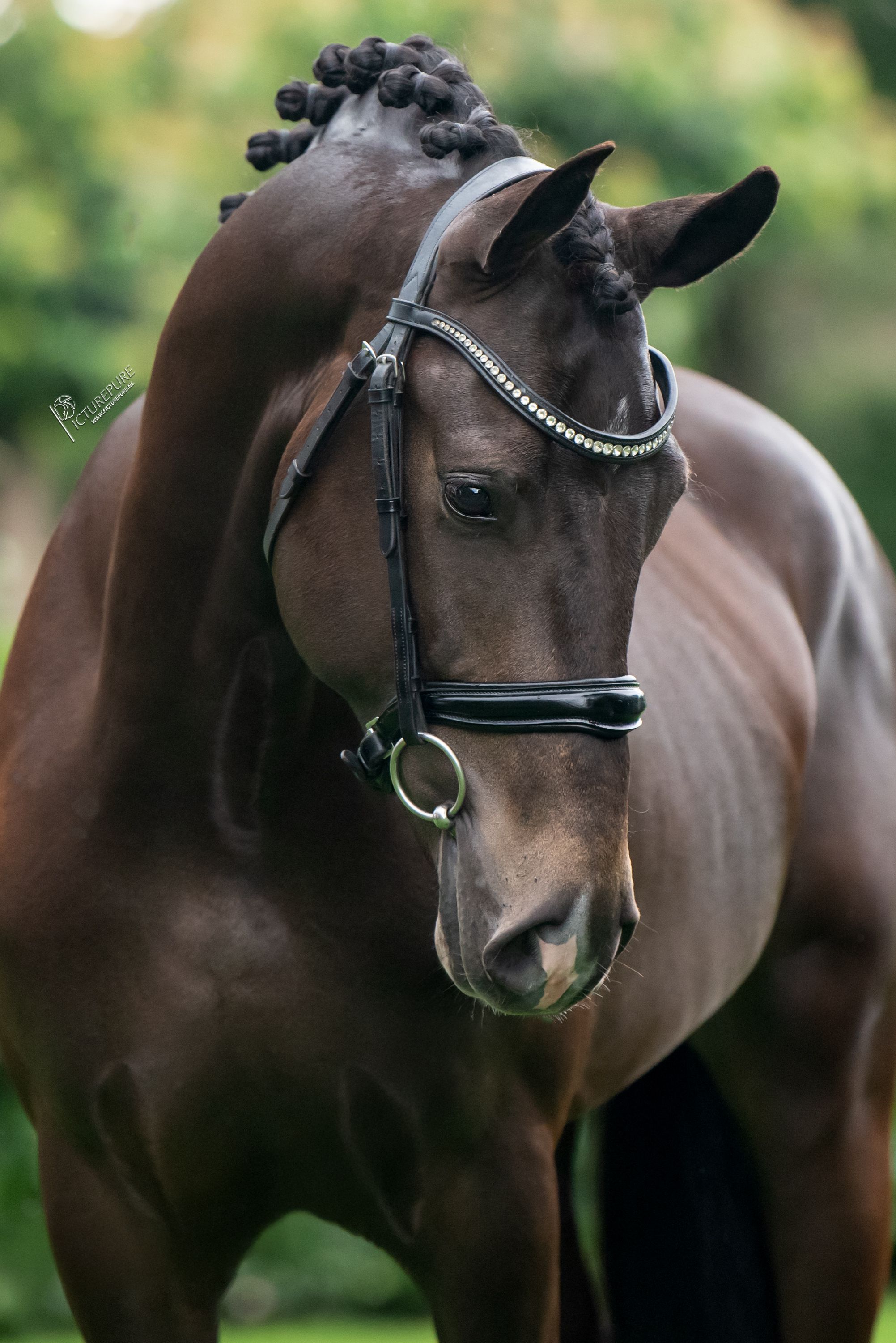 Super gave new forest ruin donkere valk