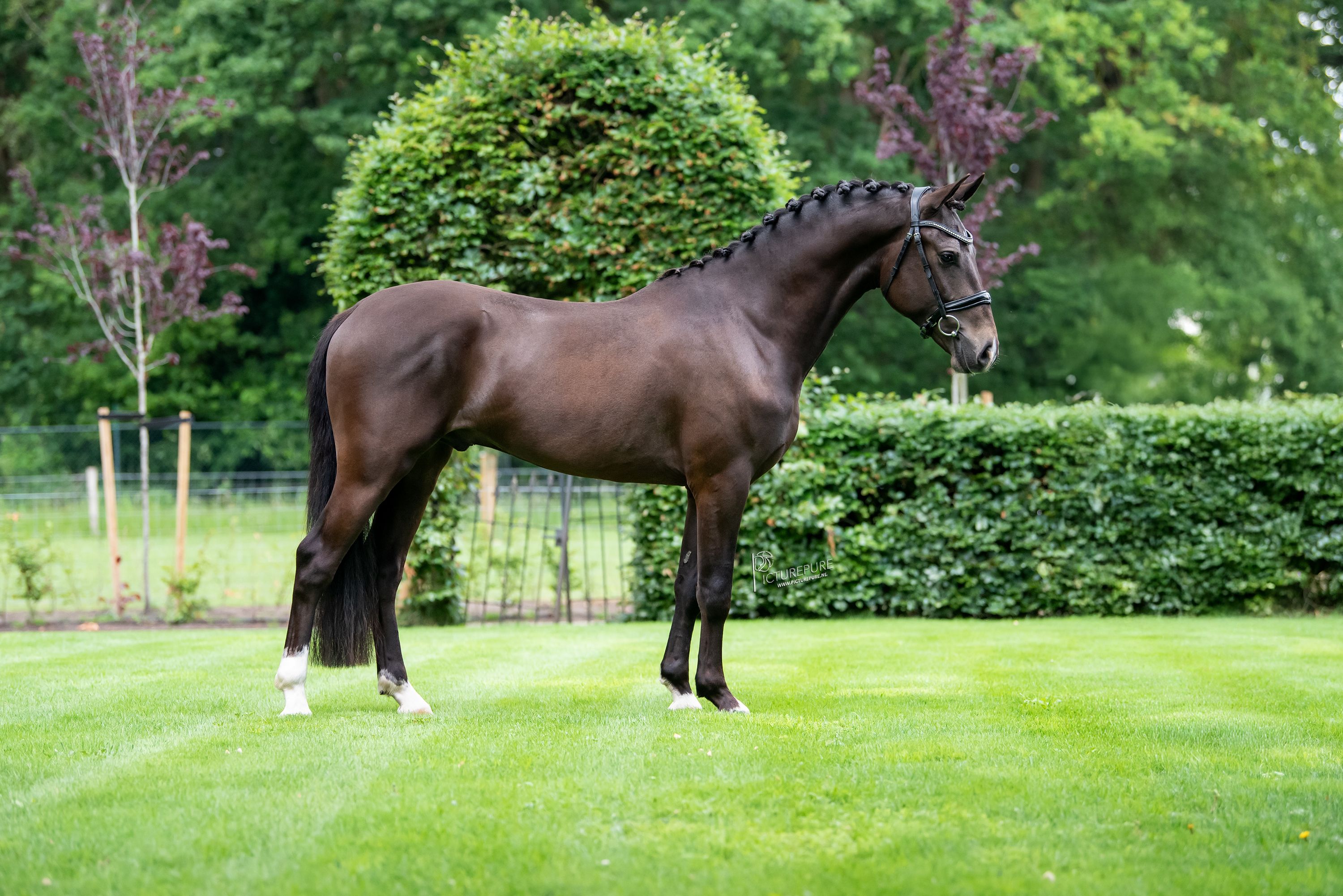 new-forest allround-pony ruin 3 jaar andere-kleur te koop - Foto 3