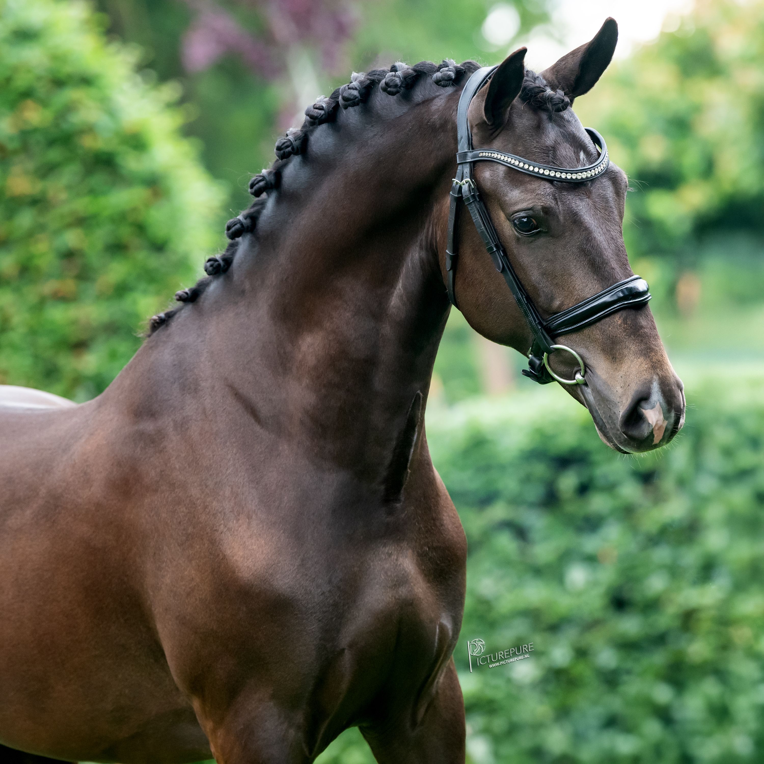 new-forest allround-pony ruin 3 jaar andere-kleur te koop - Foto 4