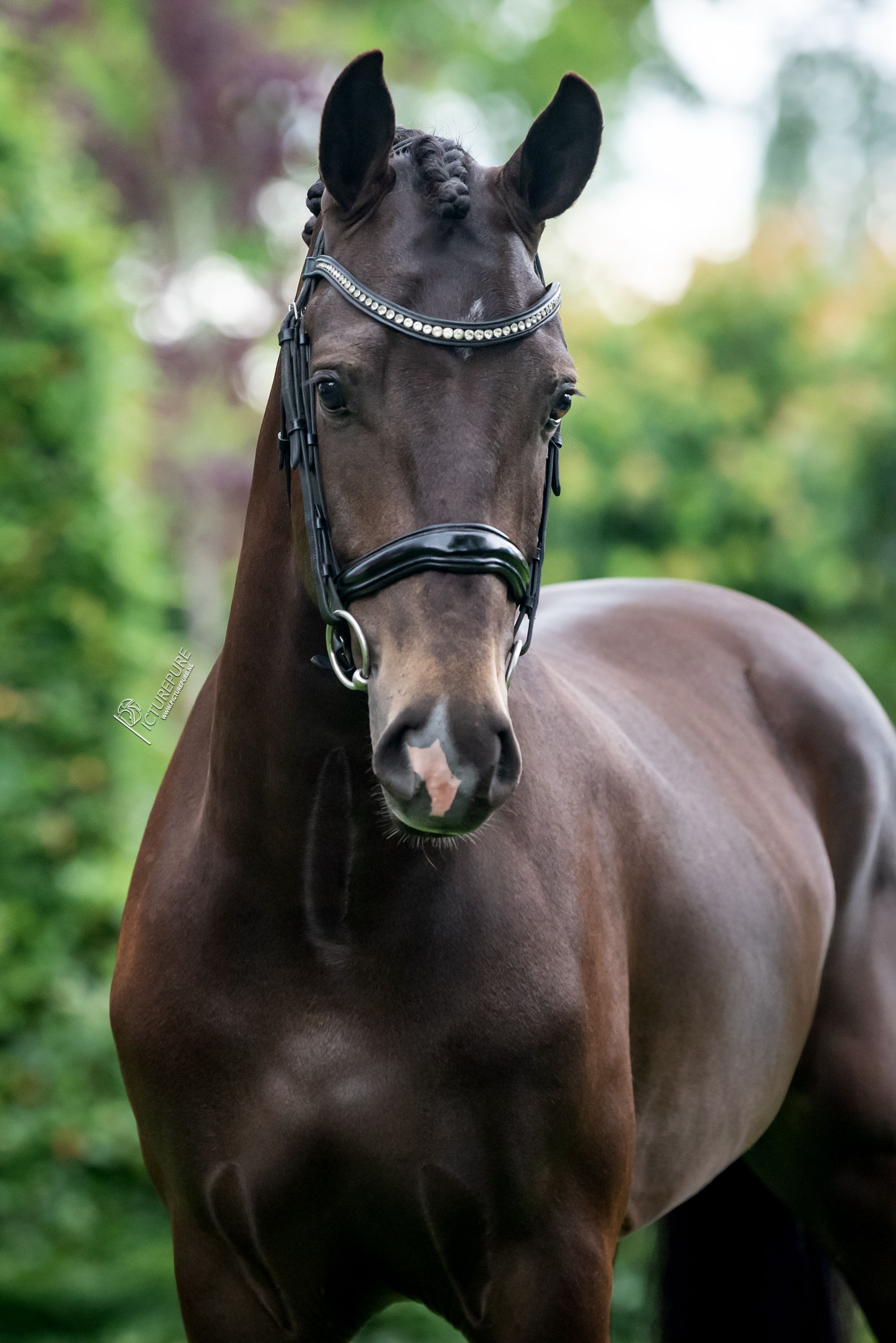 new-forest allround-pony ruin 3 jaar andere-kleur te koop - Foto 2