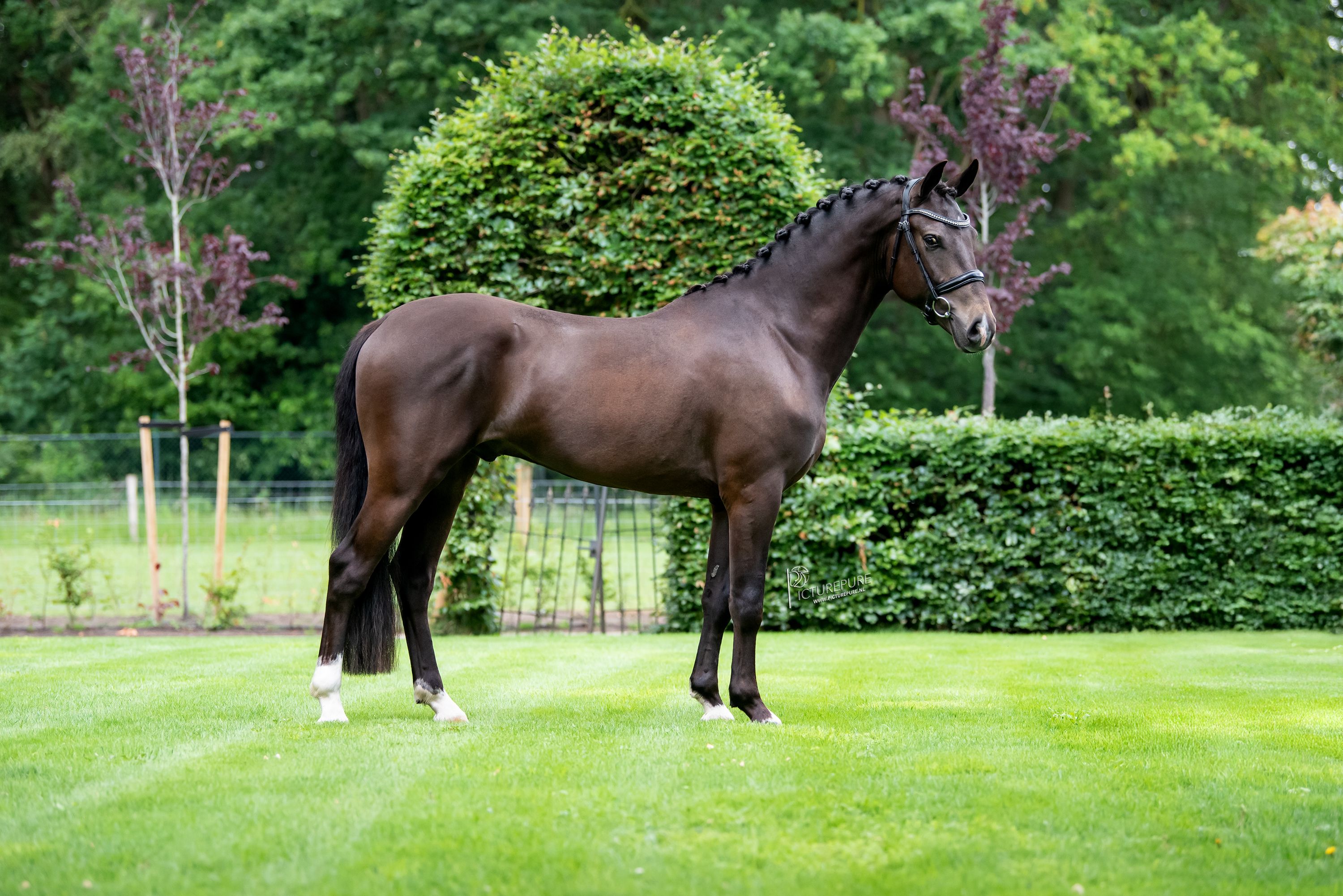 new-forest allround-pony ruin 3 jaar andere-kleur te koop - Foto 5