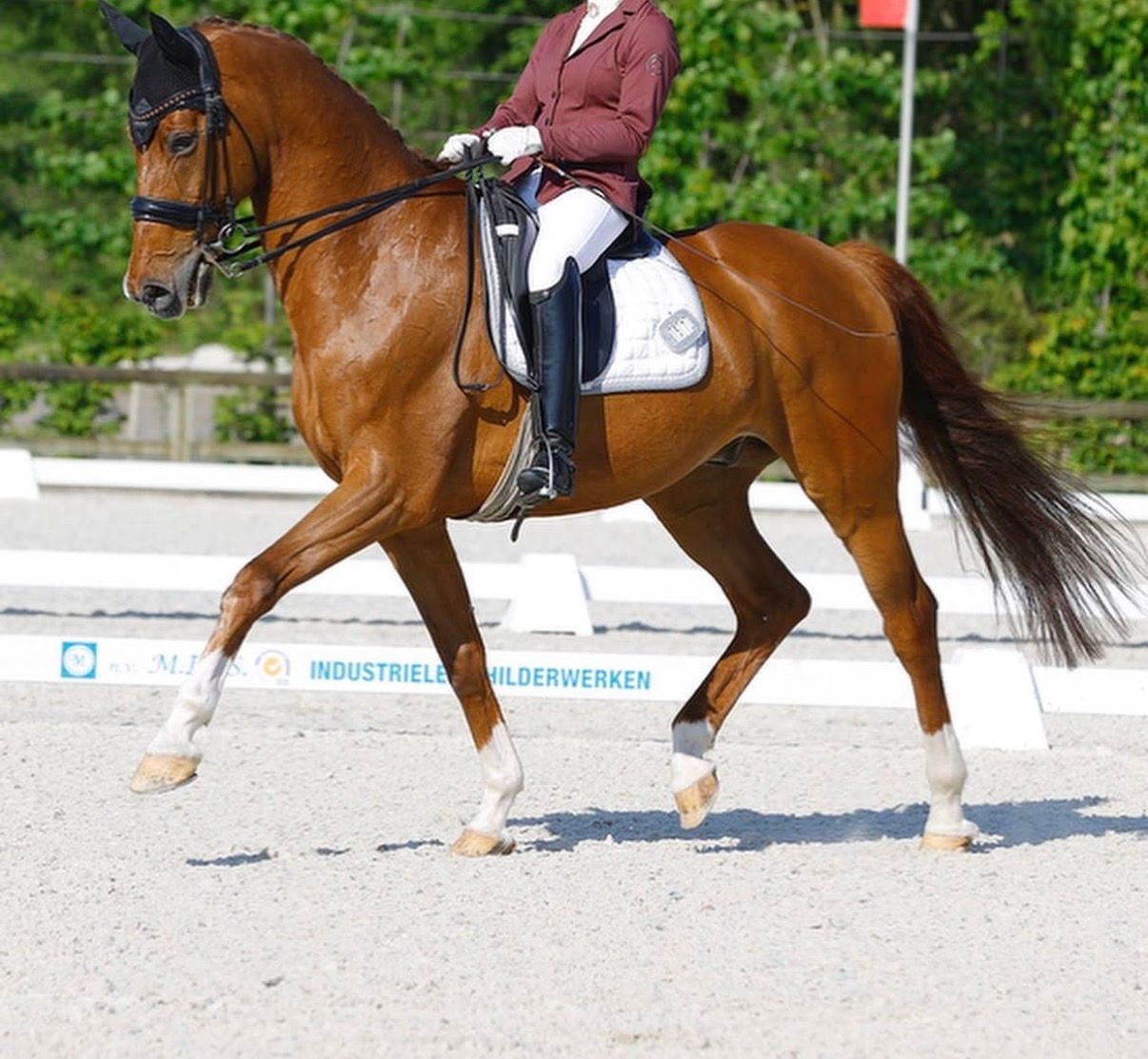 Schoolmaster de doma en venta