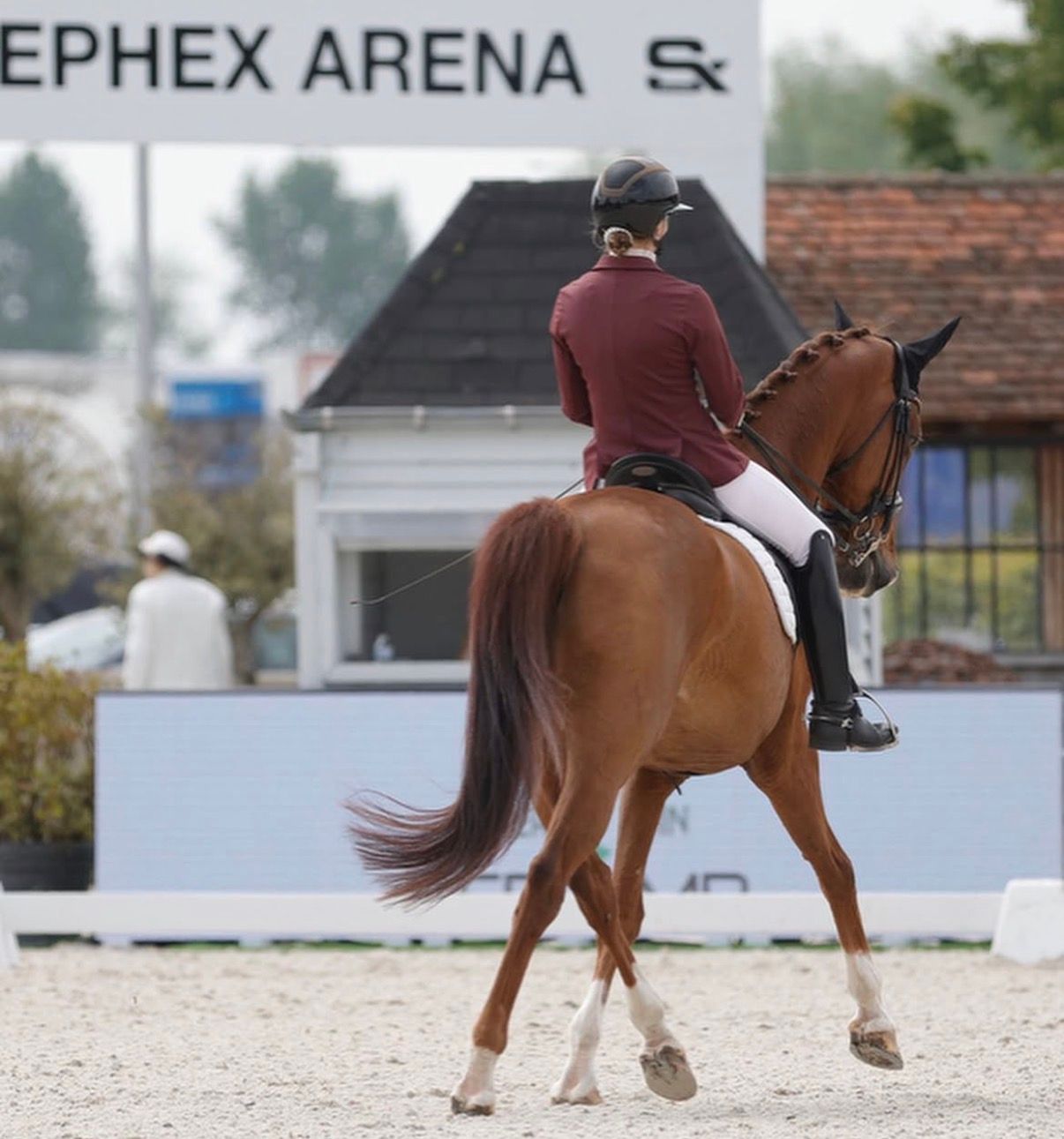 kwpn dressuurpaard ruin 17 years old vos for sale - Photo 2