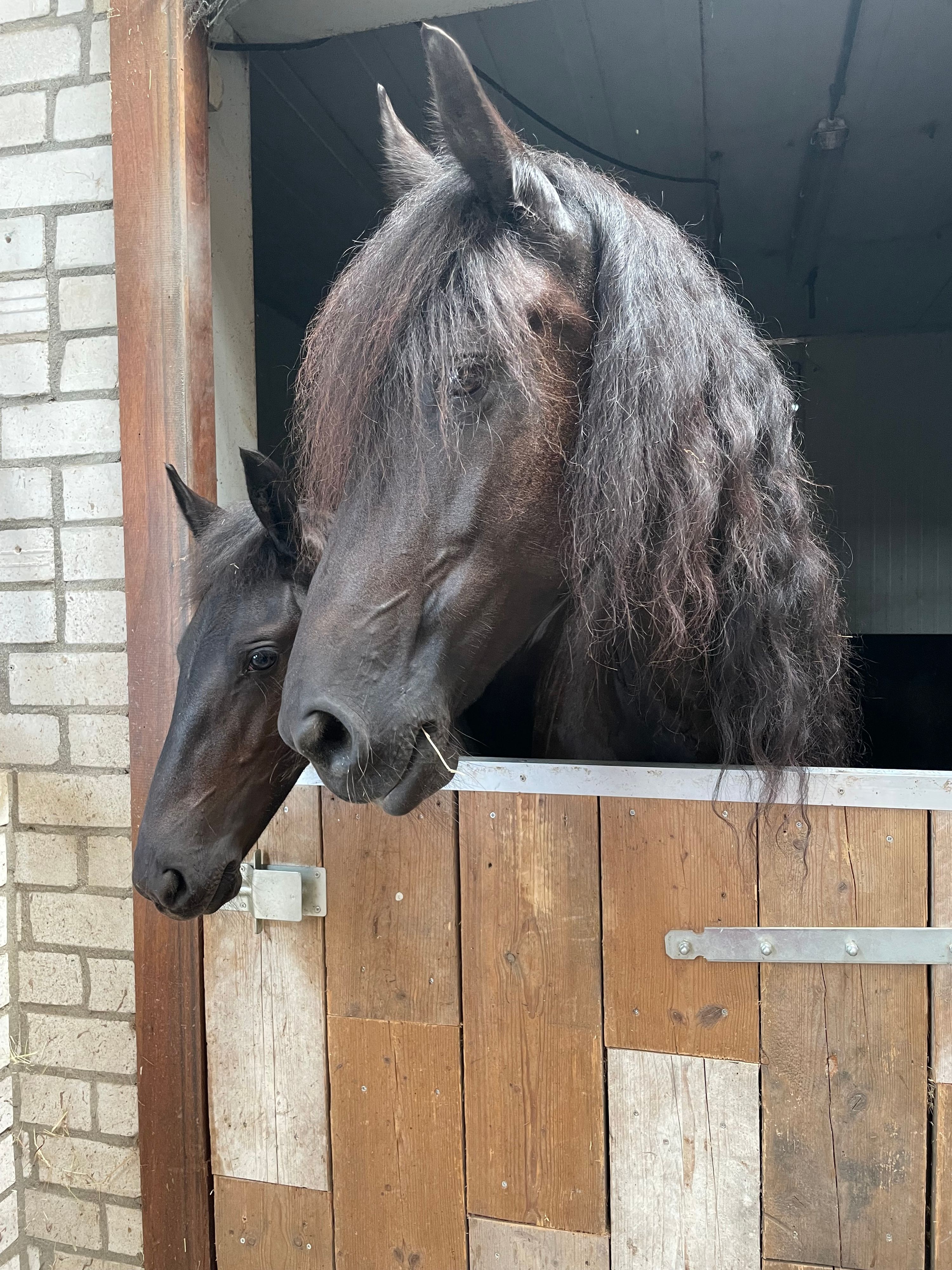 dressuurpaard merrie 11 years old zwart for sale - Photo 3