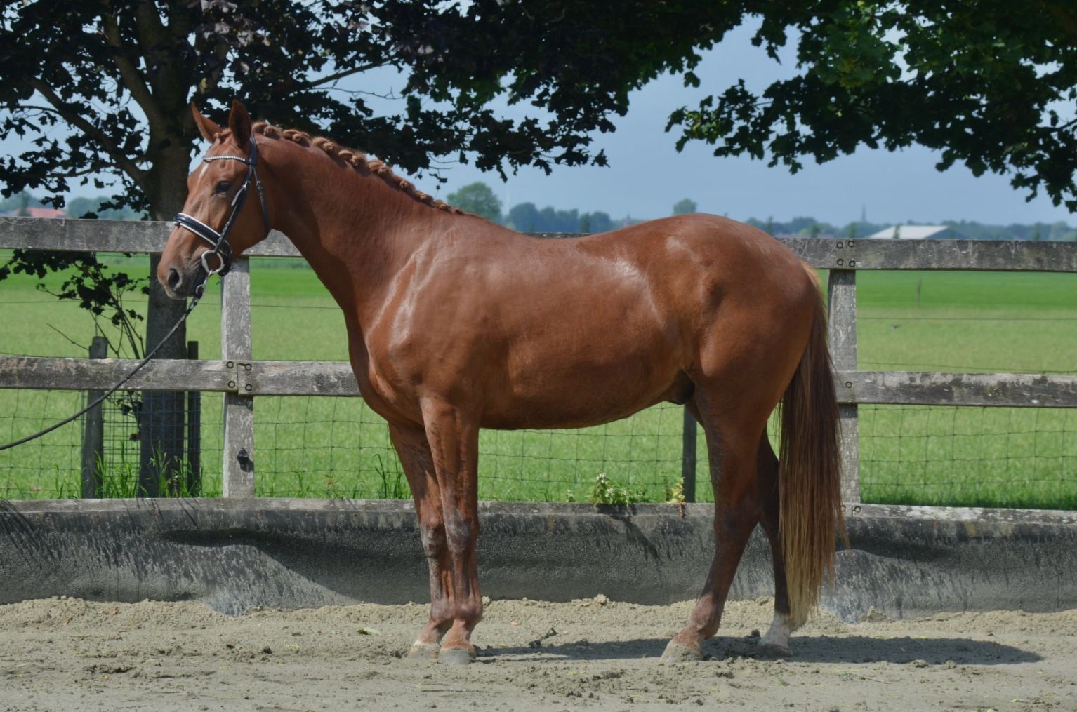 kwpn dressuurpaard ruin 3 jaar vos te koop - Hoofdfoto