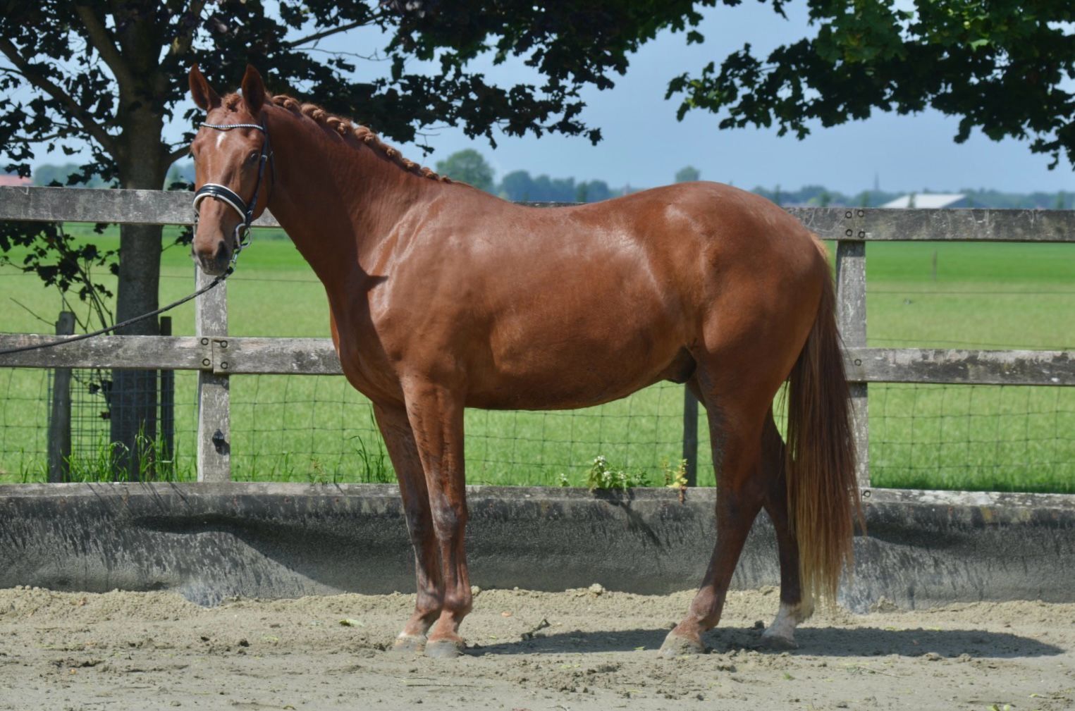 kwpn dressuurpaard ruin 3 jaar vos te koop - Foto 3