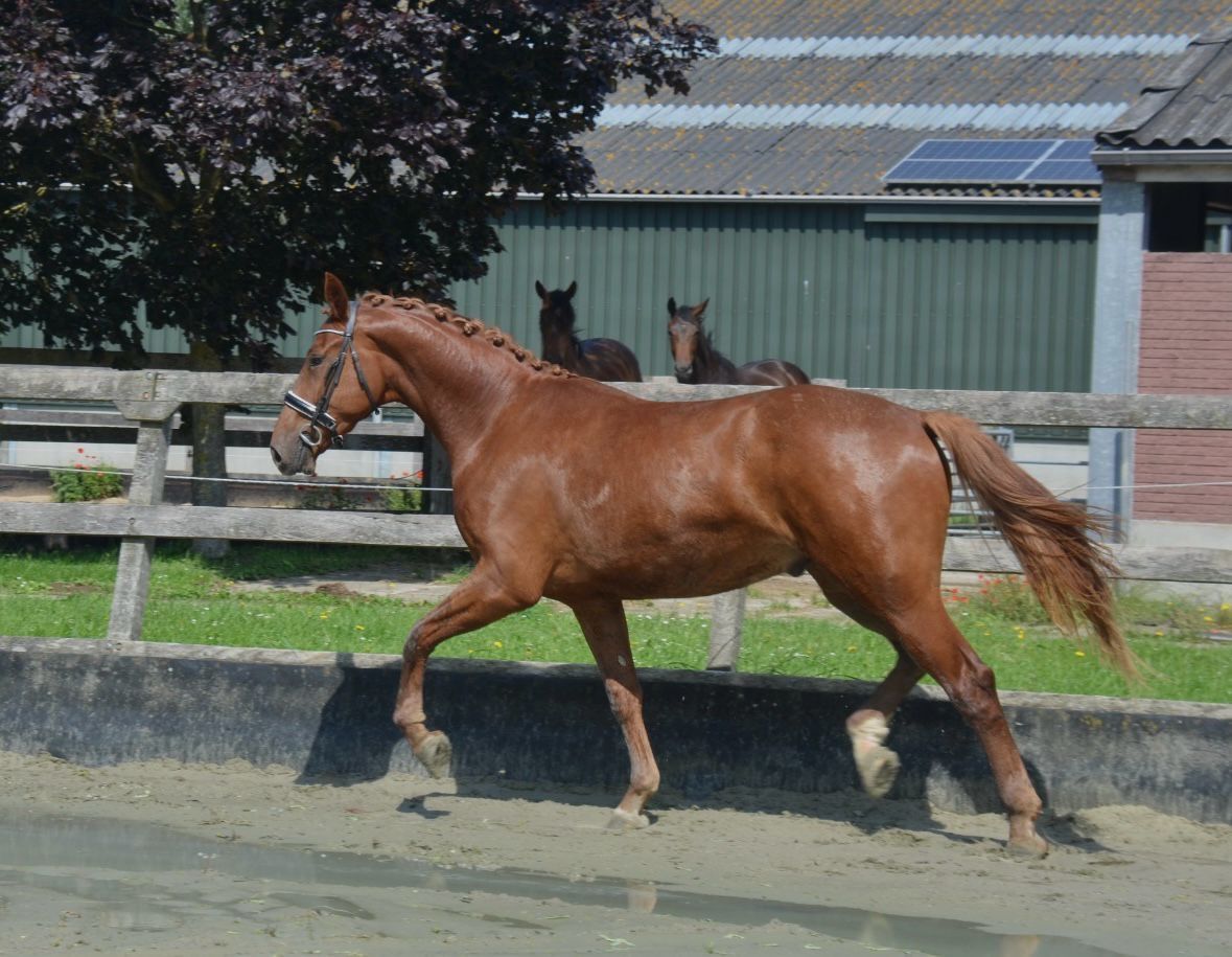 kwpn dressuurpaard ruin 3 jaar vos te koop - Foto 4