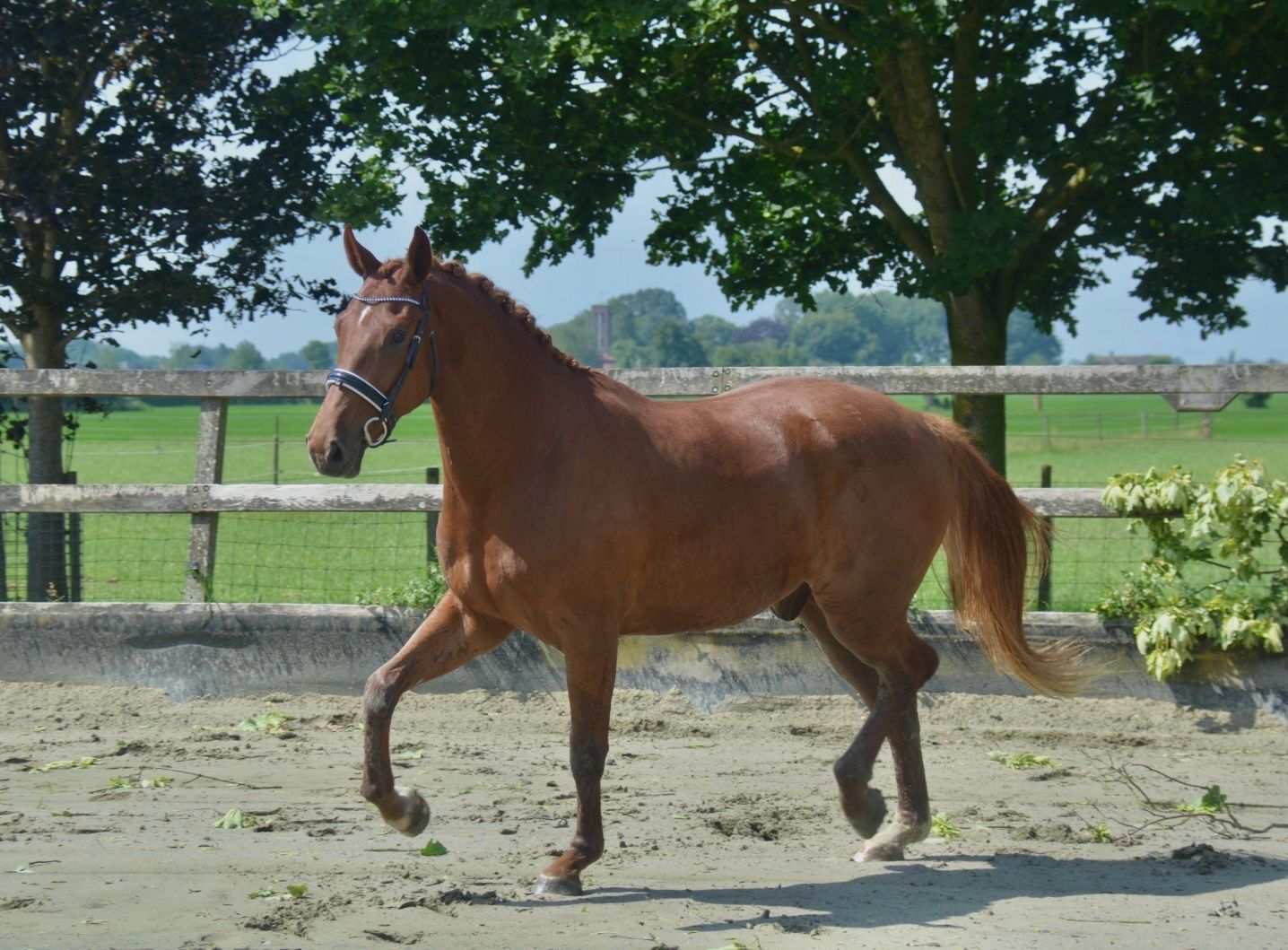 kwpn dressuurpaard ruin 3 jaar vos te koop - Foto 5