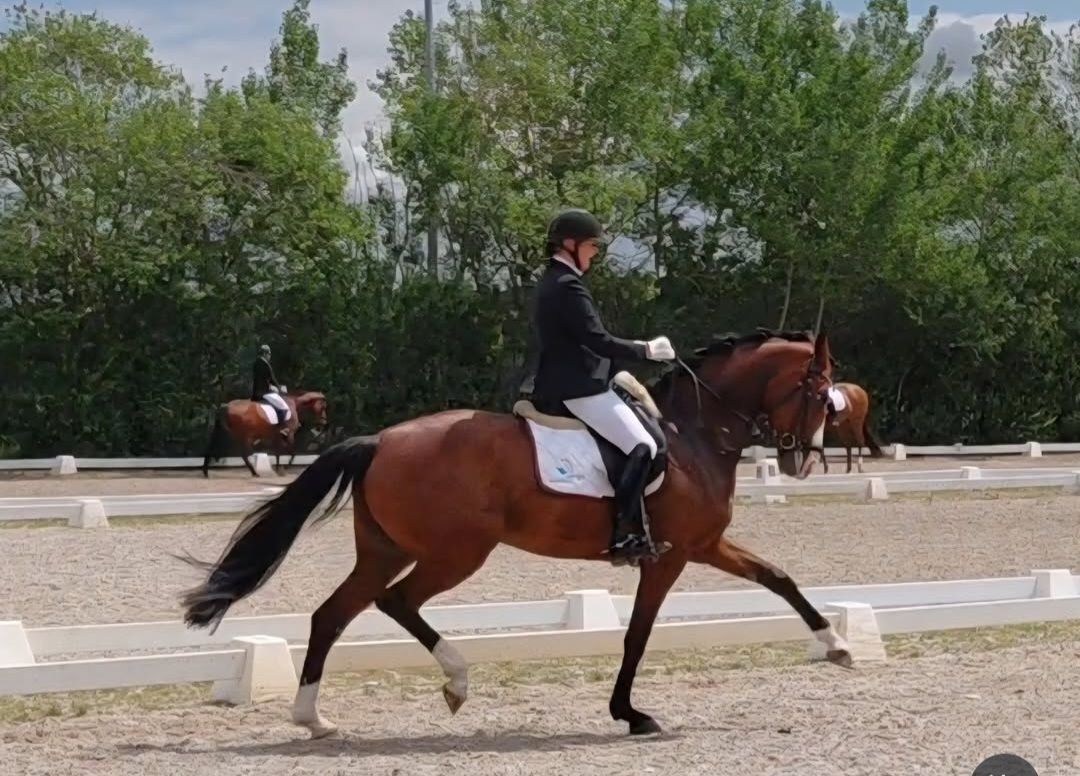 KWPN dressuurpaard Merrie 7 years old Bruin for sale - Main photo