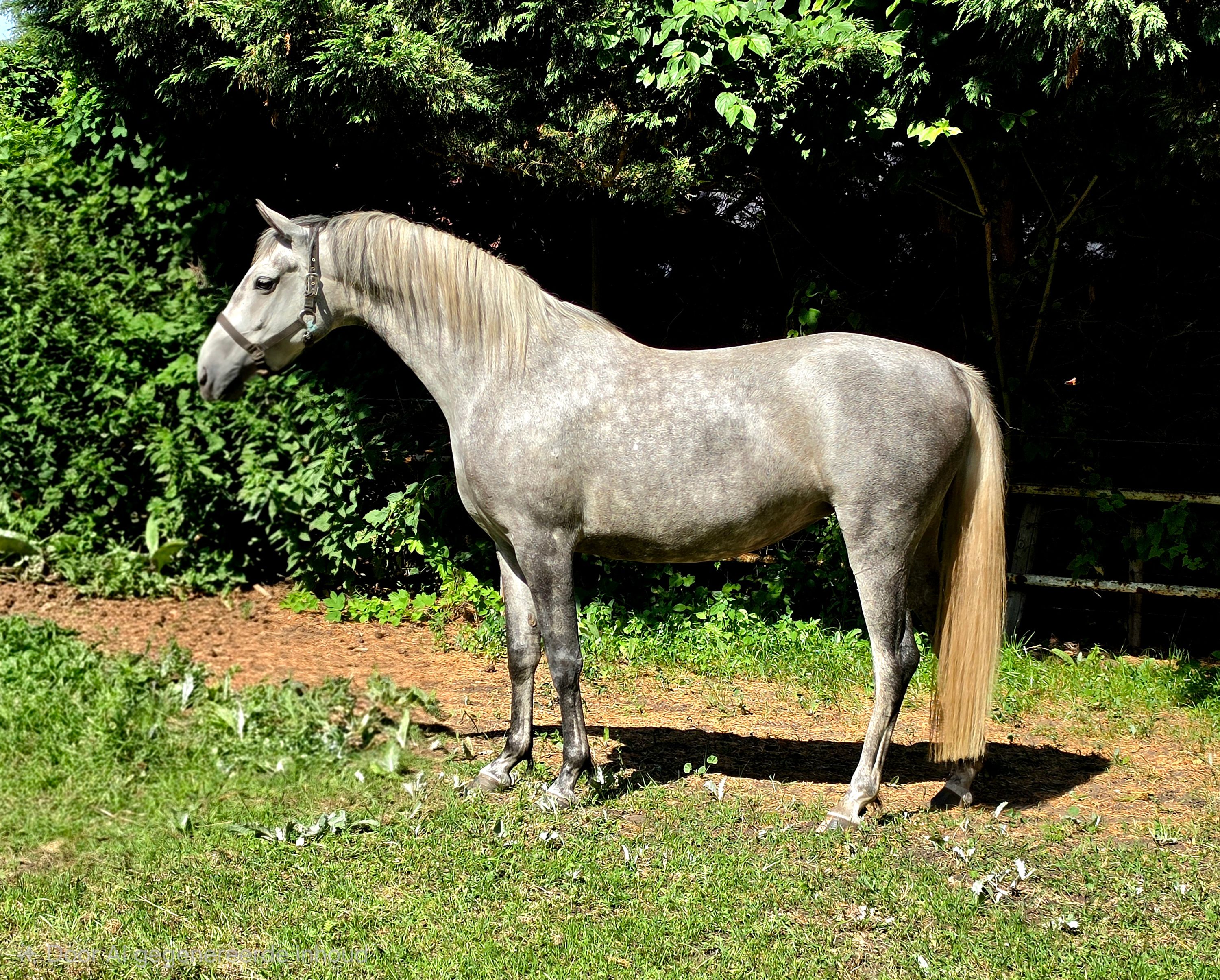 lipizzaner allround-pony merrie 6 years old schimmel for sale - Main photo