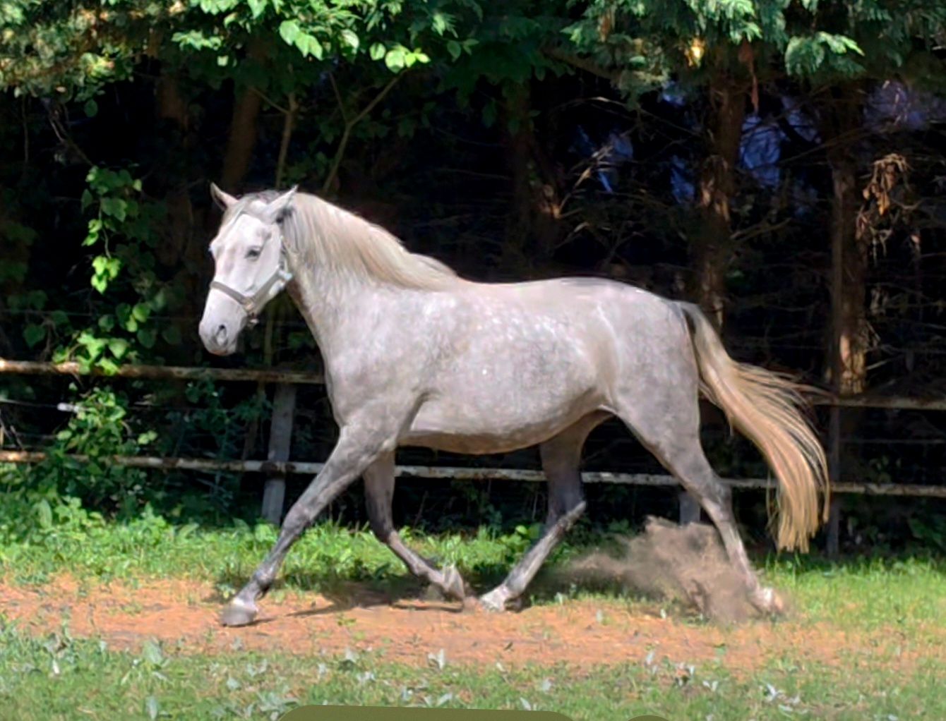 lipizzaner allround-pony merrie 6 years old schimmel for sale - Photo 3