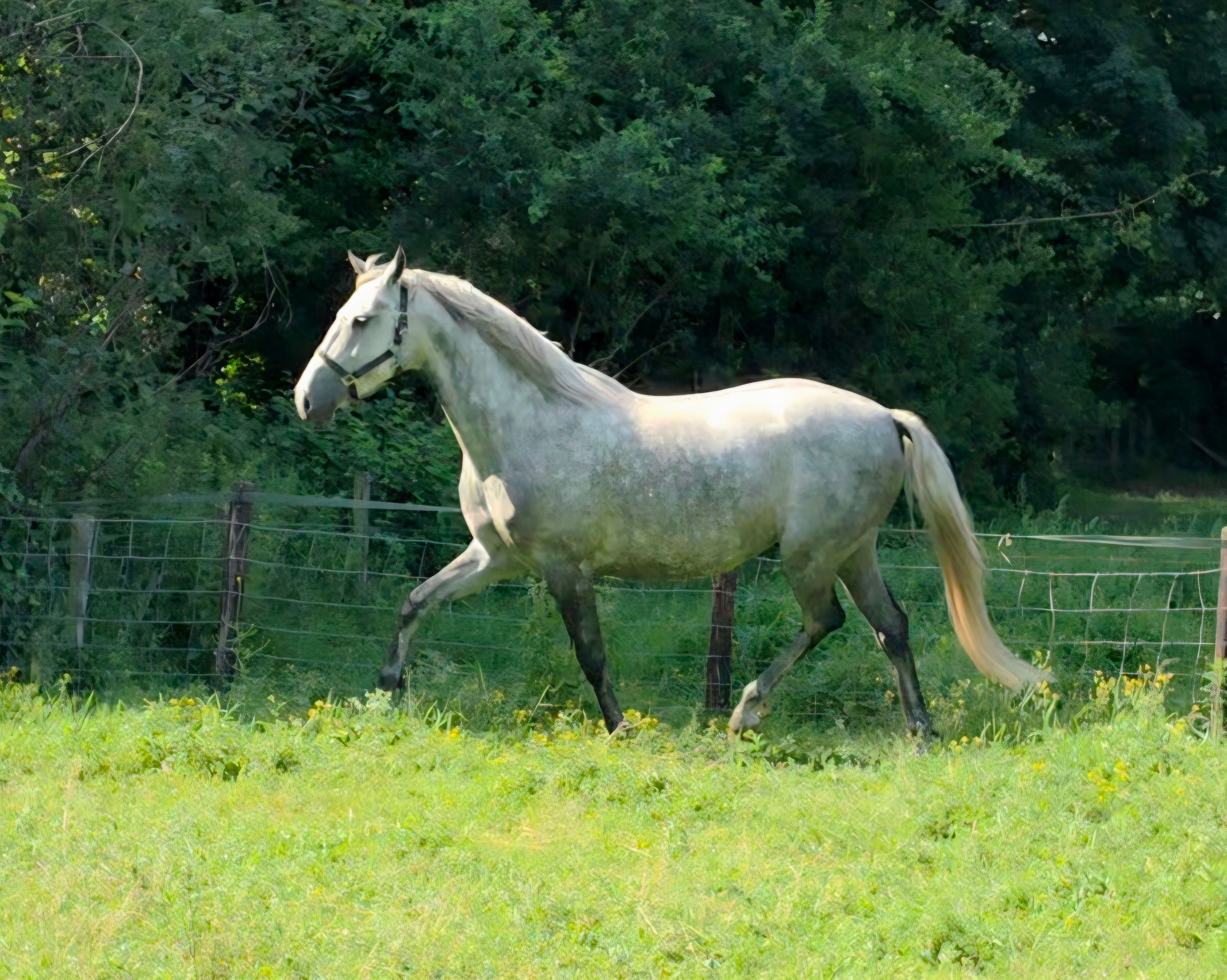 lipizzaner allround-pony merrie 6 years old schimmel for sale - Photo 2
