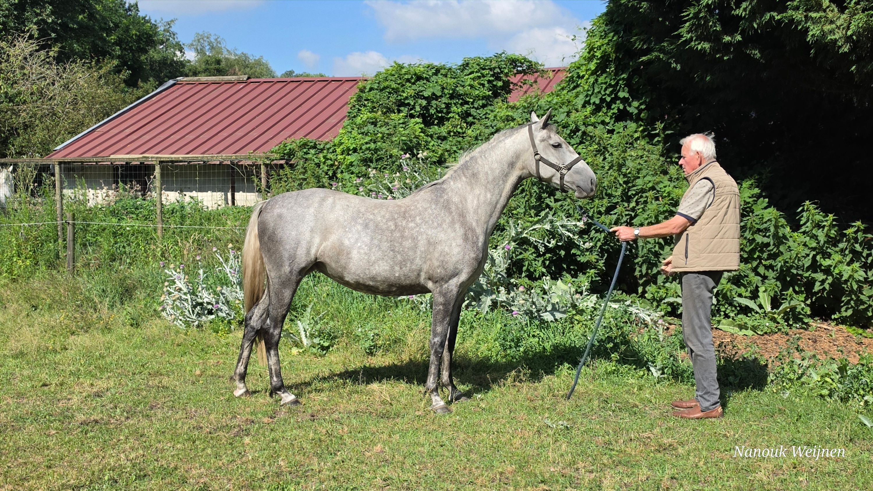 lipizzaner allround-pony merrie 6 years old schimmel for sale - Photo 4