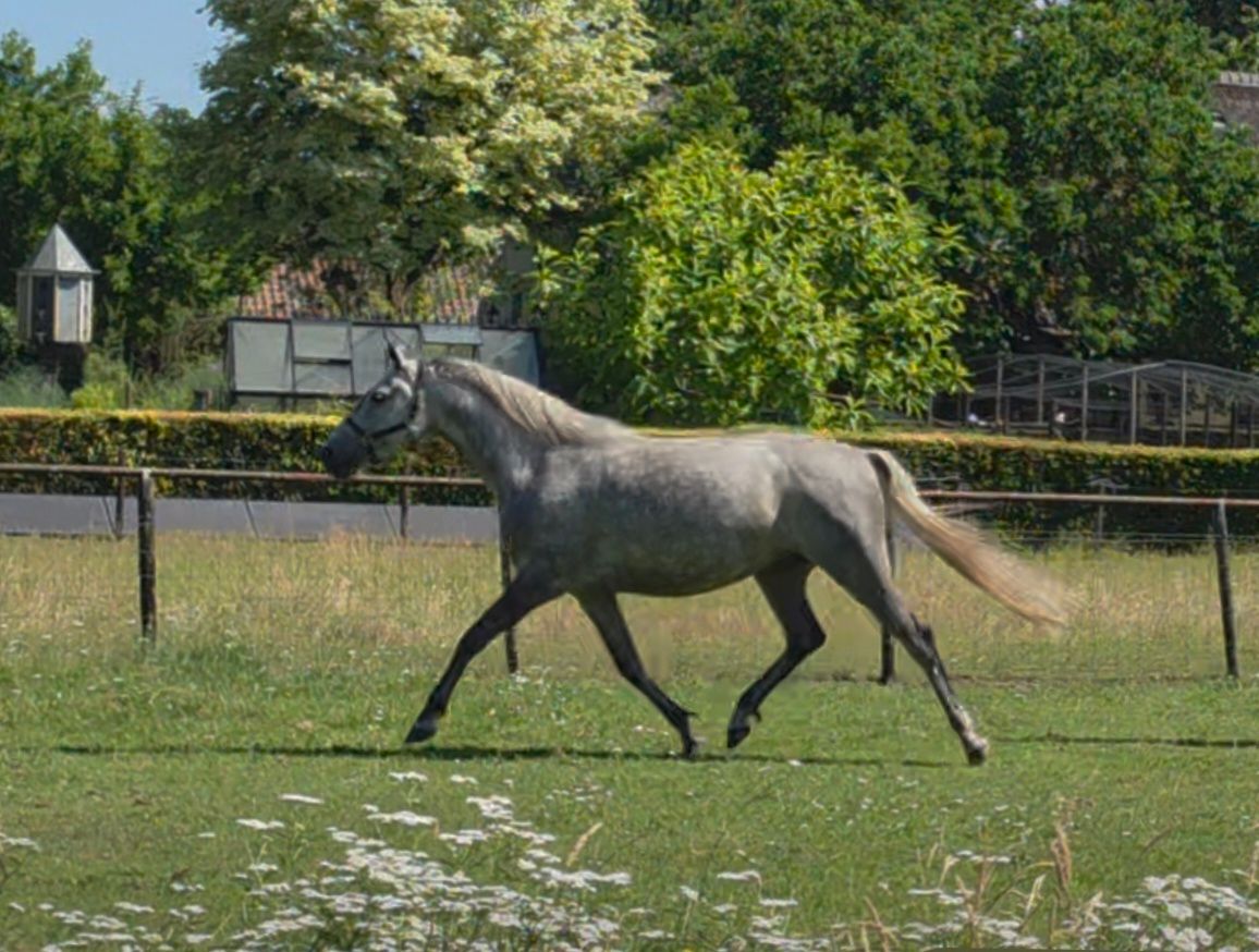 lipizzaner allround-pony merrie 6 years old schimmel for sale - Photo 5