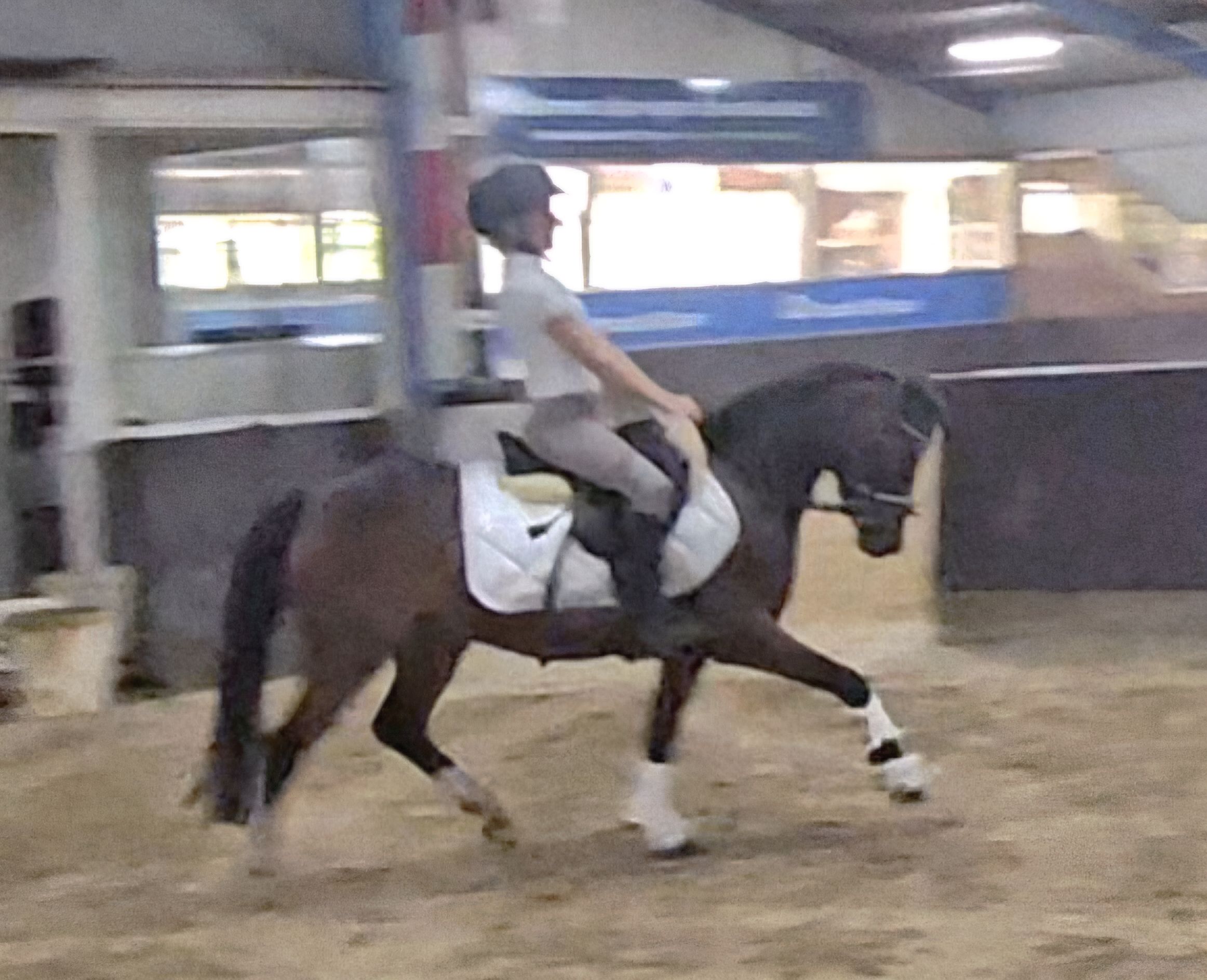 Belle et douce Newforest de 4 ans 1.16m