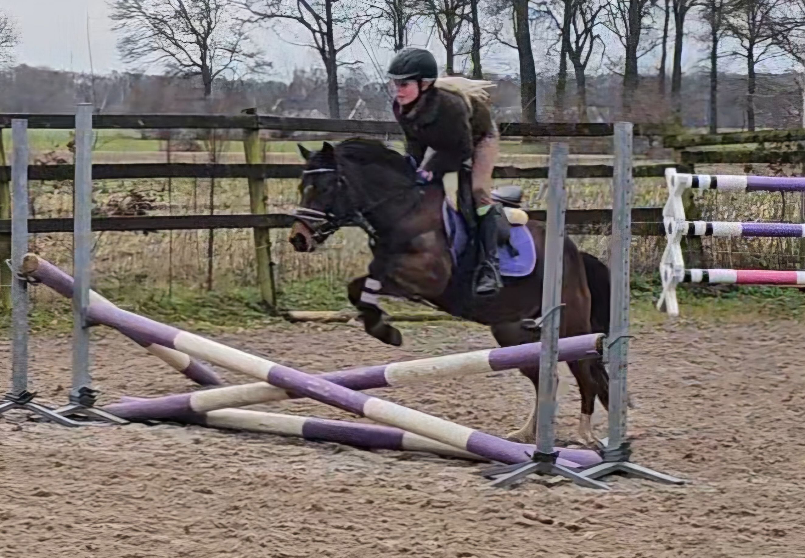 new-forest allround-pony merrie 4 år donkerbruin till salu - Foto 3