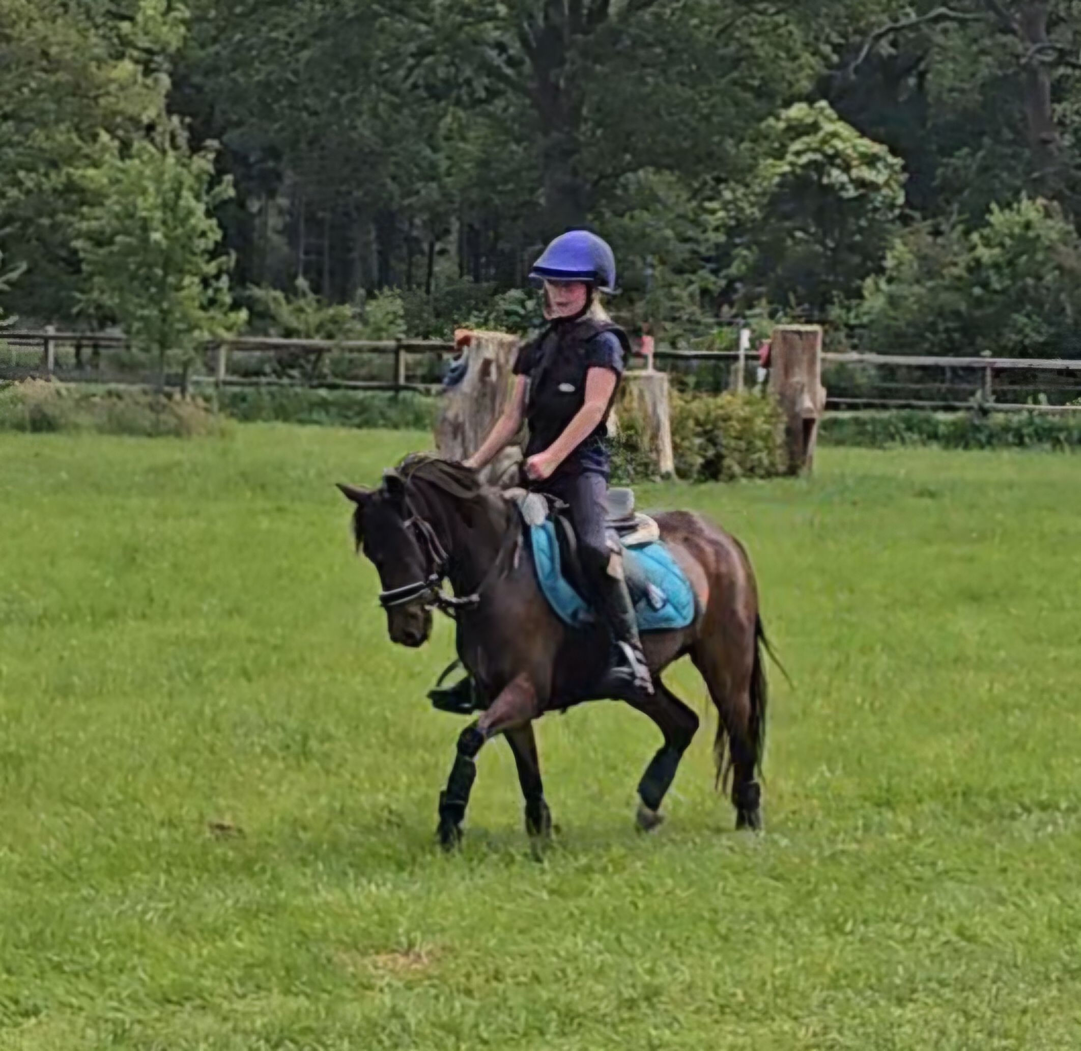 new-forest allround-pony merrie 4 år donkerbruin till salu - Foto 4