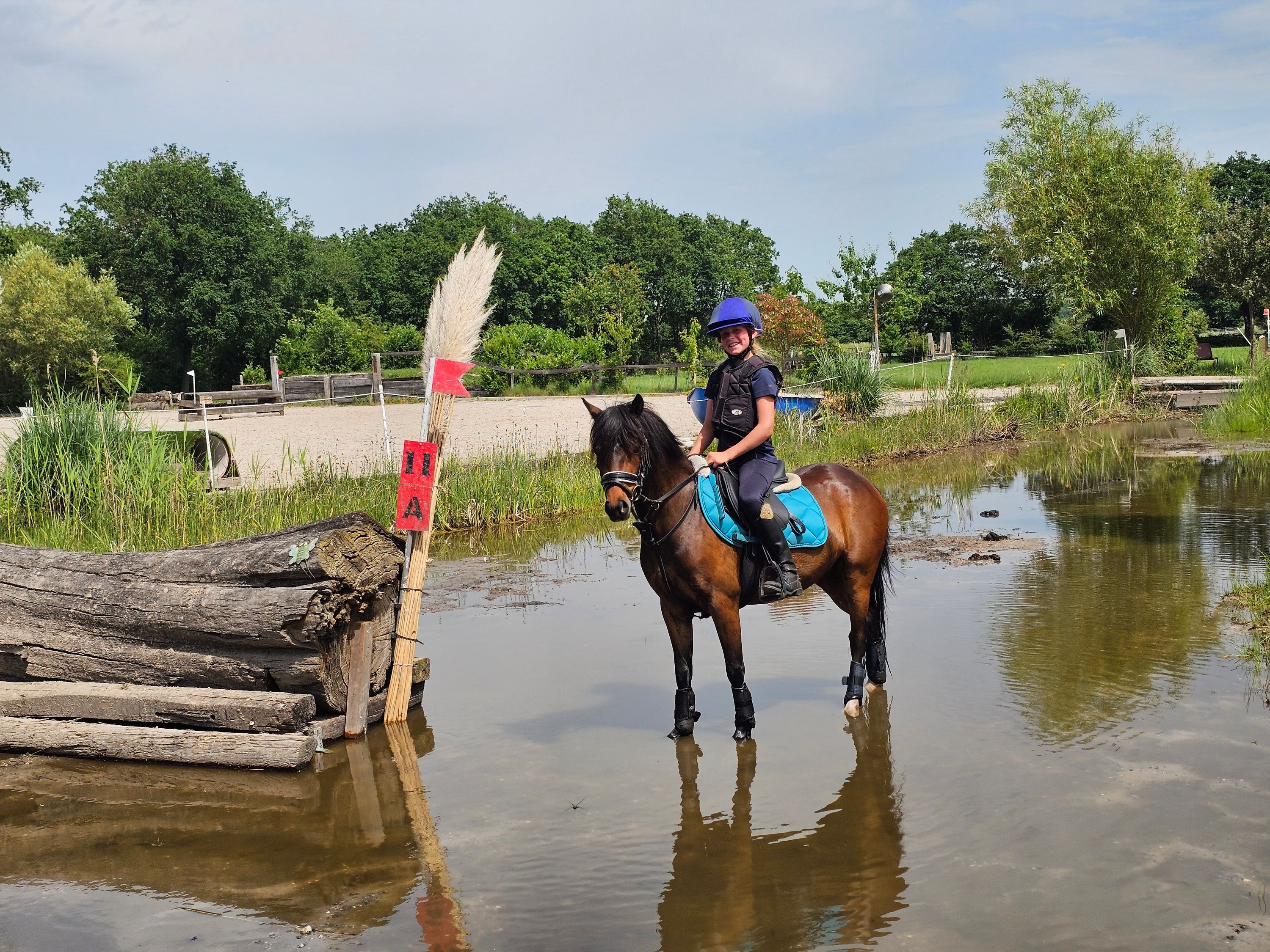 new-forest allround-pony merrie 4 år donkerbruin till salu - Foto 2