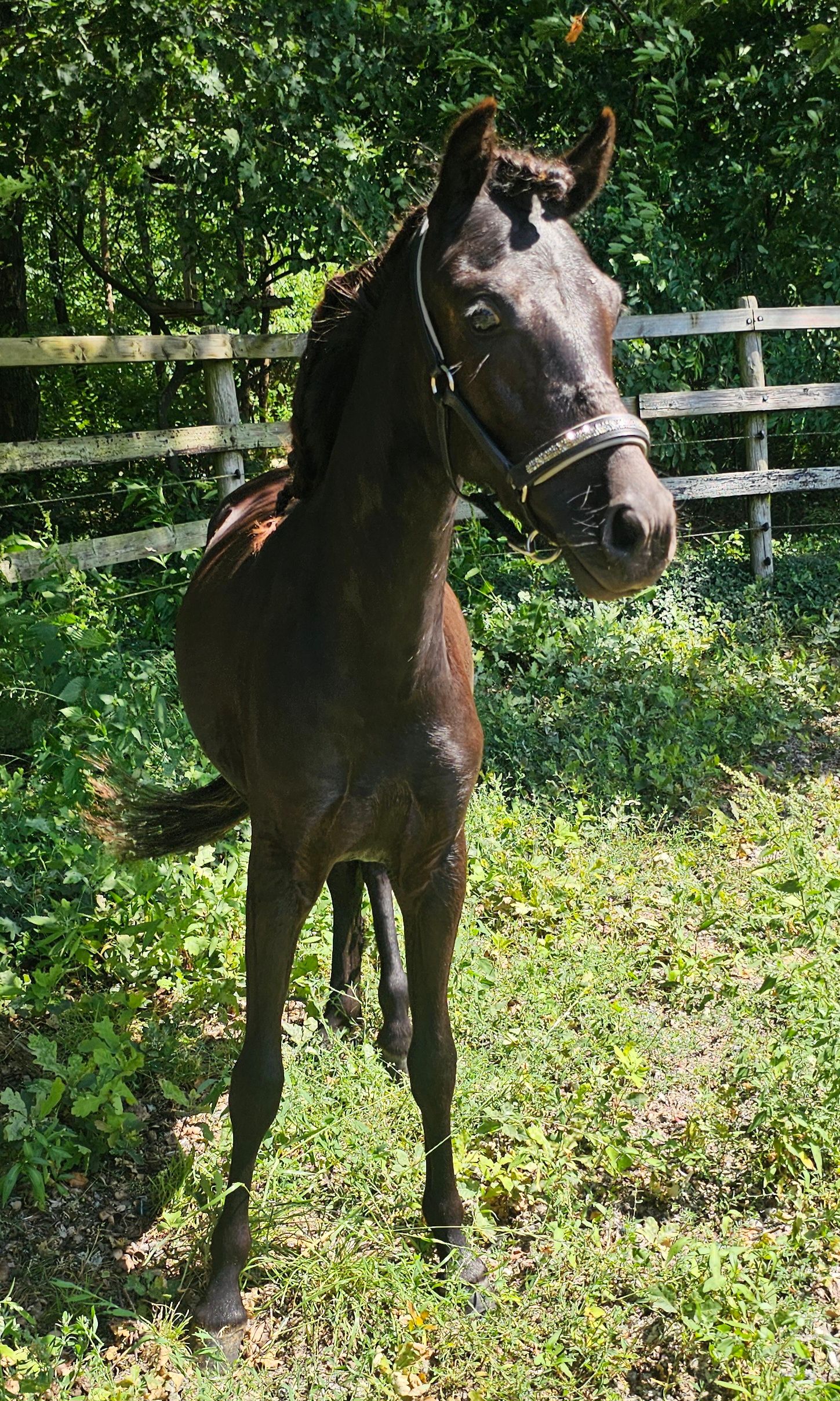 new-forest allround-pony merrie 4 år donkerbruin till salu - Foto 6