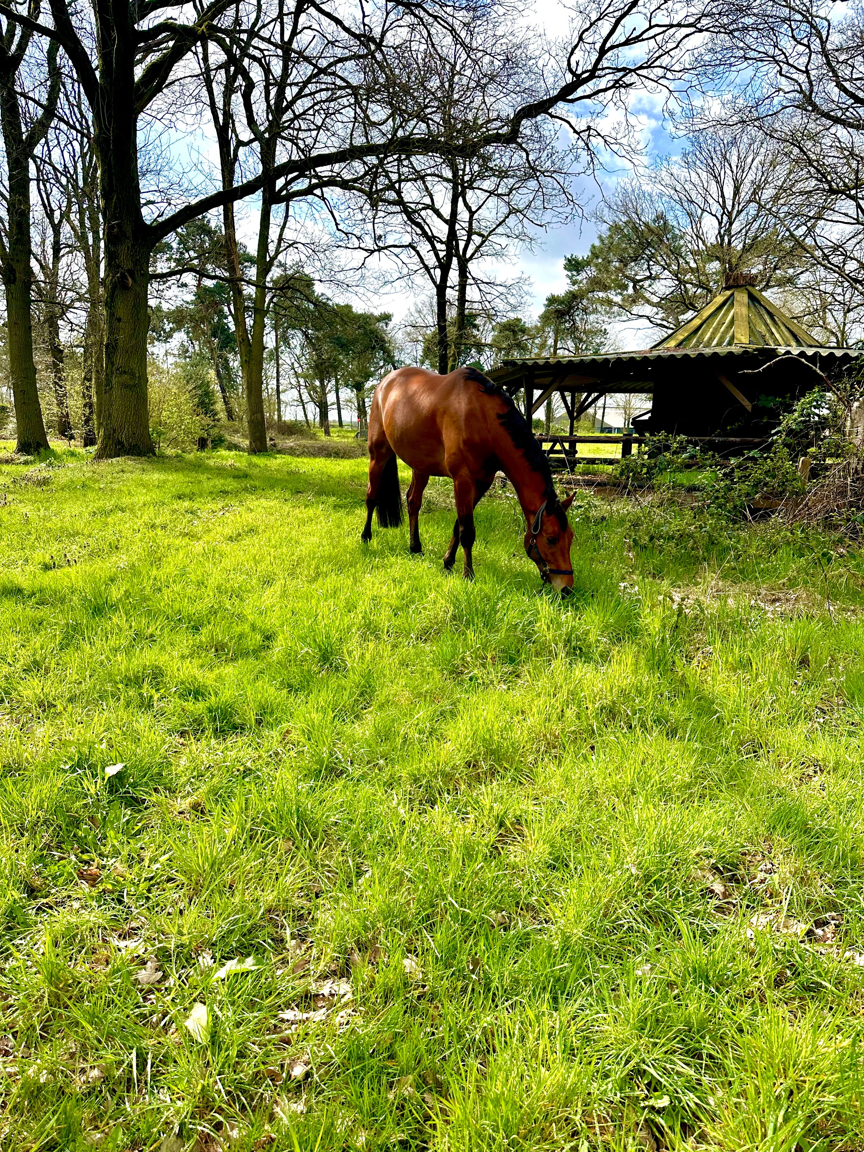 Livery Stable | Dream spot for you and your horse