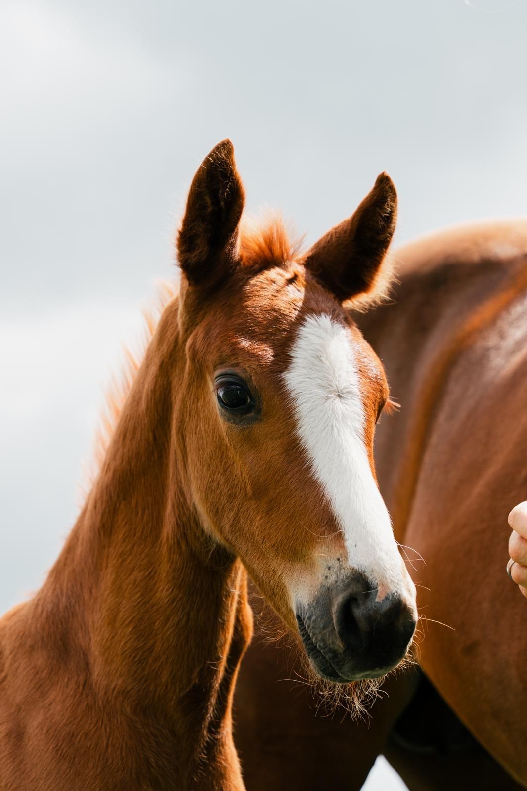 kwpn dressuurpaard hengst 0 år vos till salu - Foto 5