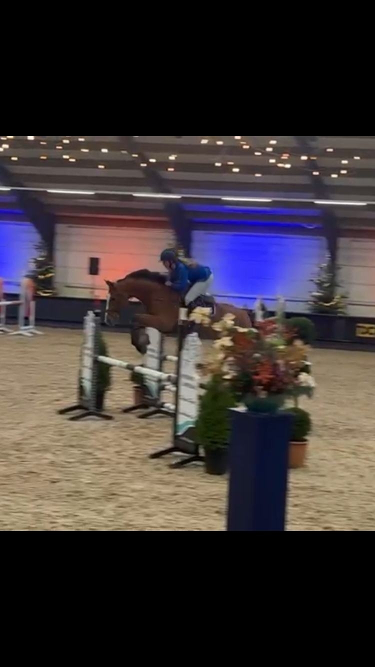 kwpn springpaard ruin 7 jaar bruin te koop - Foto 3
