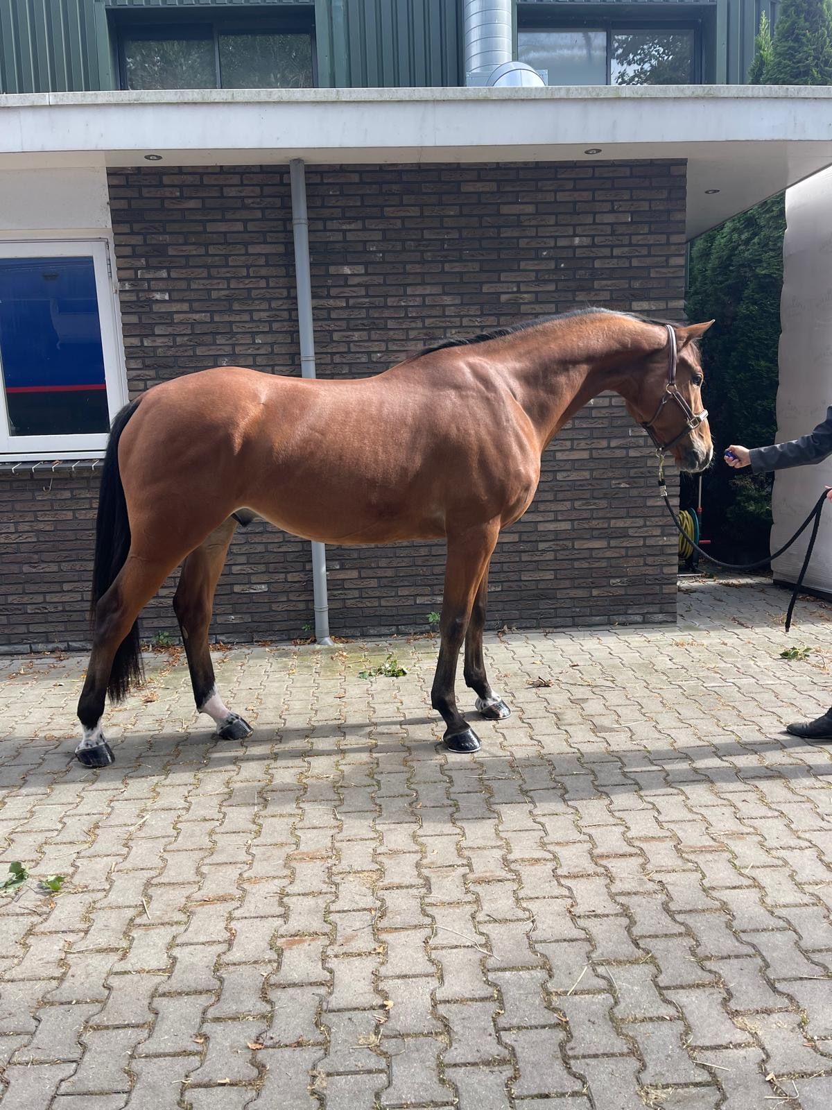 kwpn springpaard ruin 7 jaar bruin te koop - Foto 2