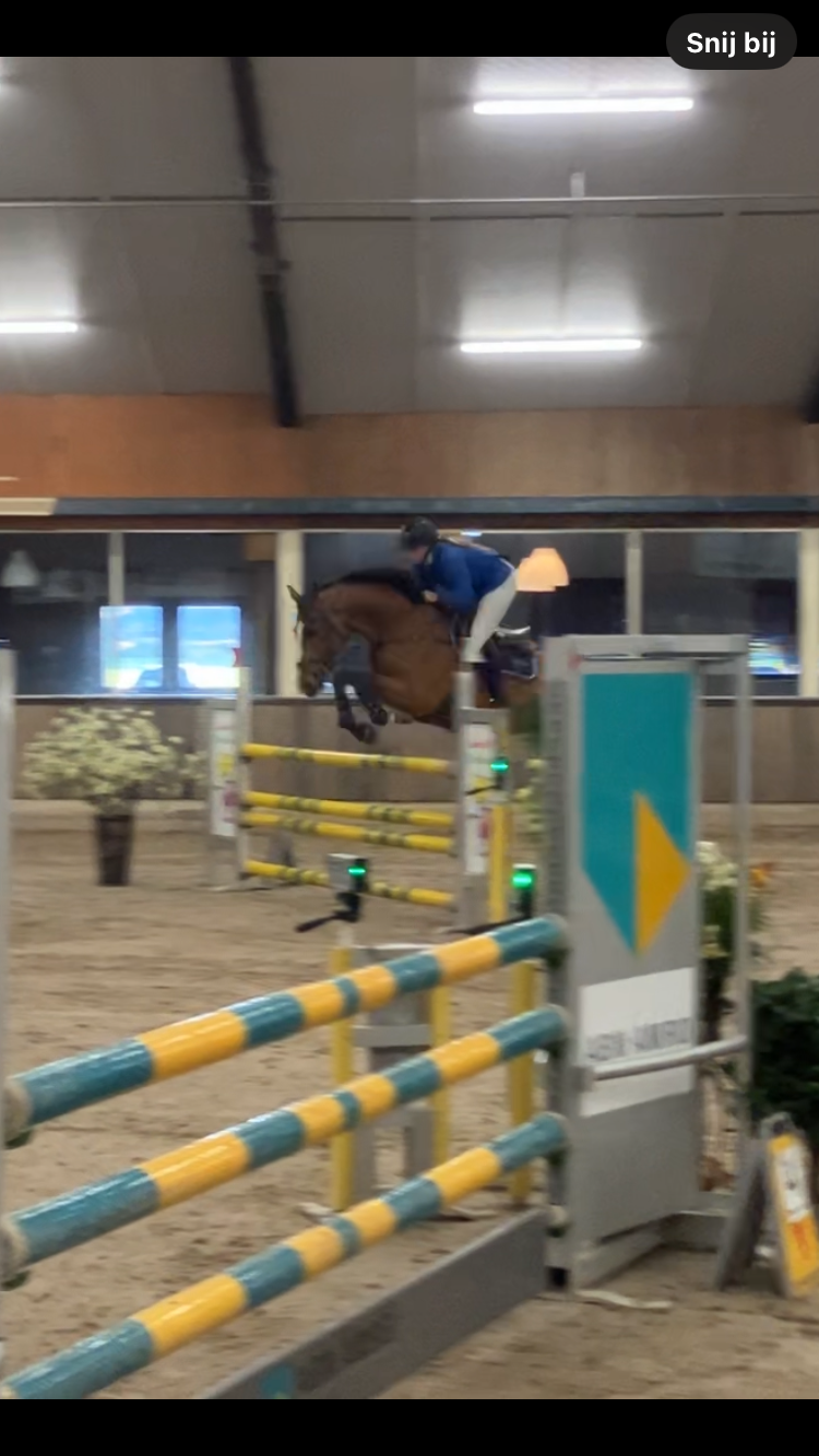 kwpn springpaard ruin 7 jaar bruin te koop - Foto 5