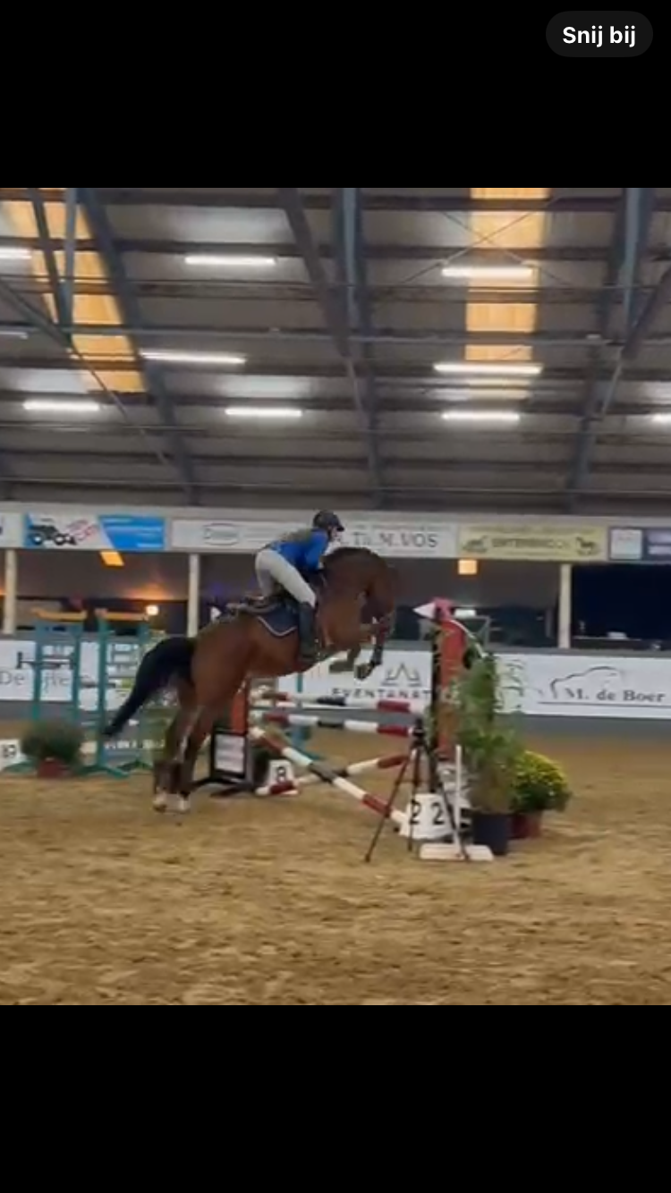 kwpn springpaard ruin 7 jaar bruin te koop - Foto 6