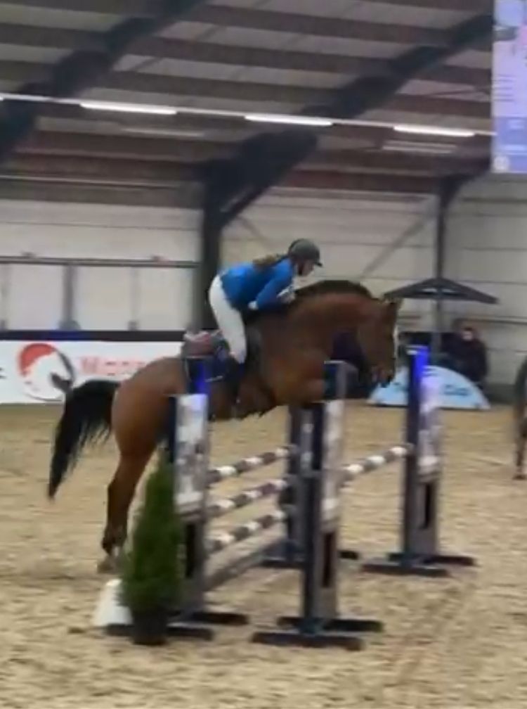 kwpn springpaard ruin 7 jaar bruin te koop - Foto 4