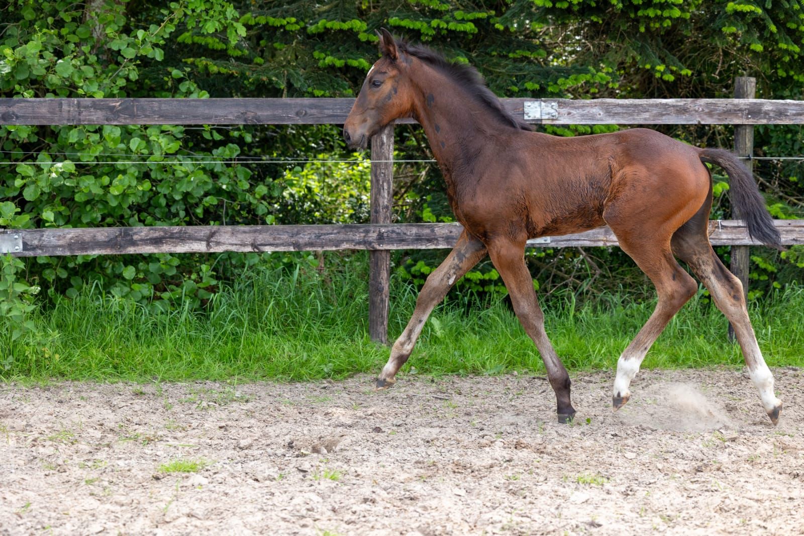 kwpn springpaard hengst 0 years old donkerbruin for sale - Photo 3