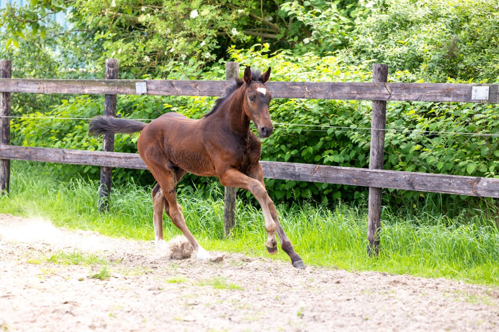 Promising colt by Comthago