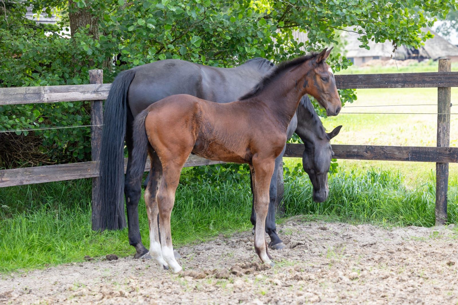 kwpn springpaard hengst 0 years old donkerbruin for sale - Photo 5