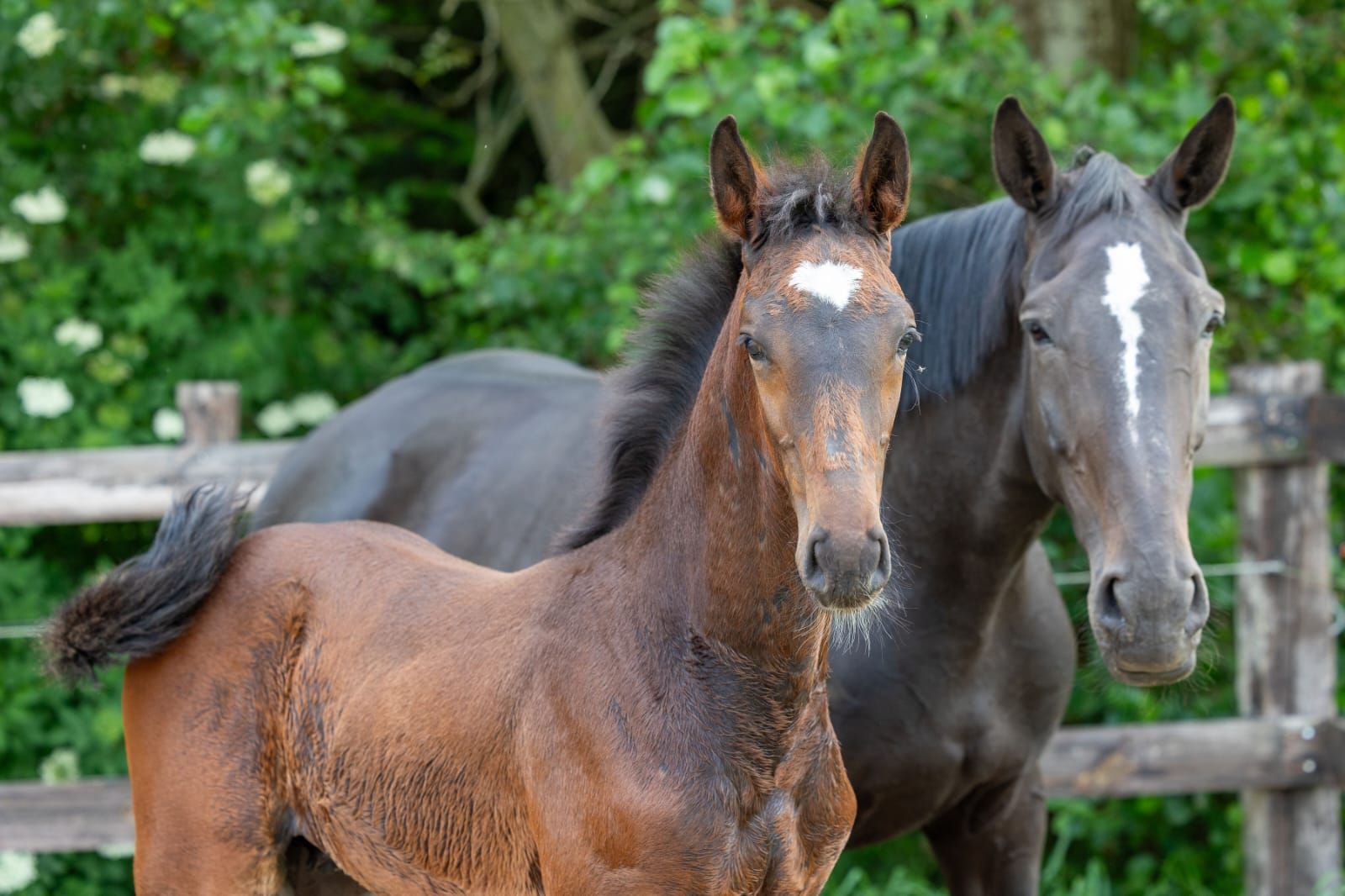 kwpn springpaard hengst 0 years old donkerbruin for sale - Photo 4