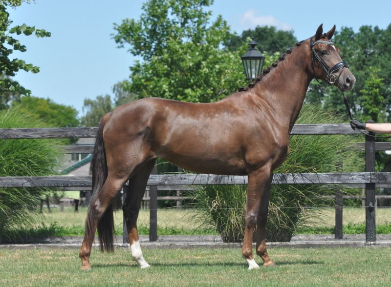 talented beautiful mare