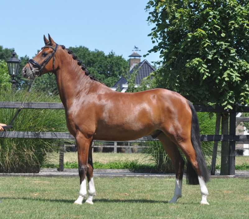 Gorgeus E-pony gelding