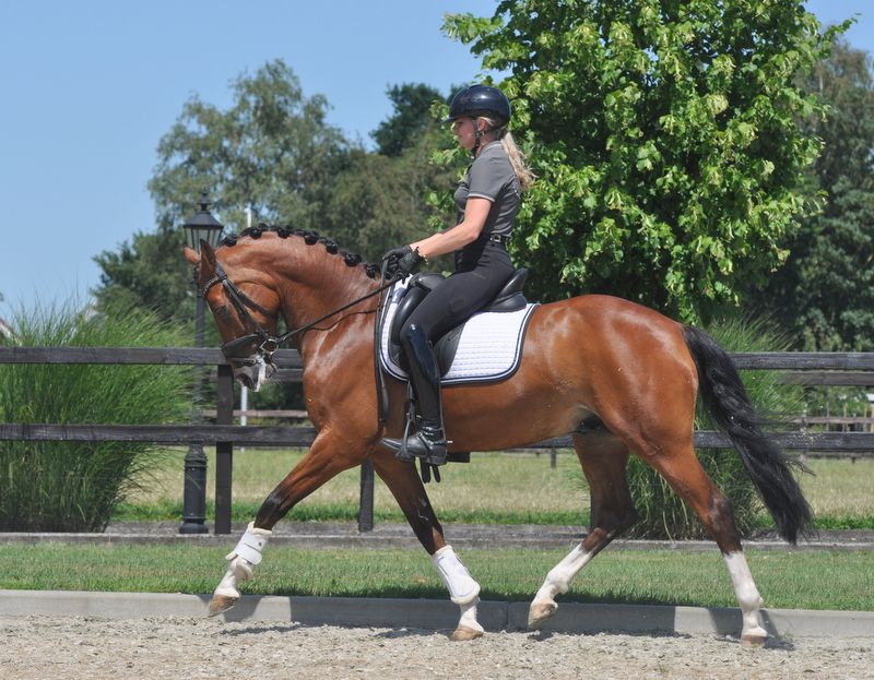 welsh dressuurpony ruin 6 years old kastanje for sale - Photo 2