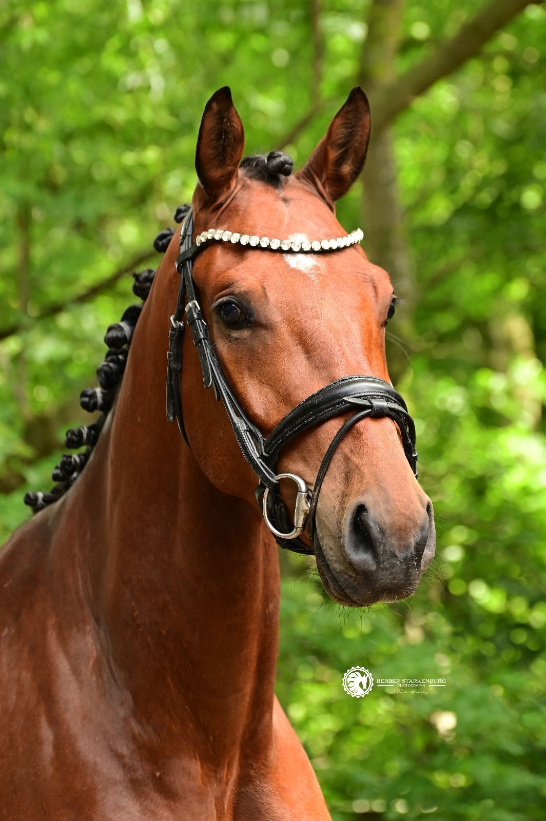 kwpn dressuurpaard ruin 3 jaar bruin te koop - Hoofdfoto