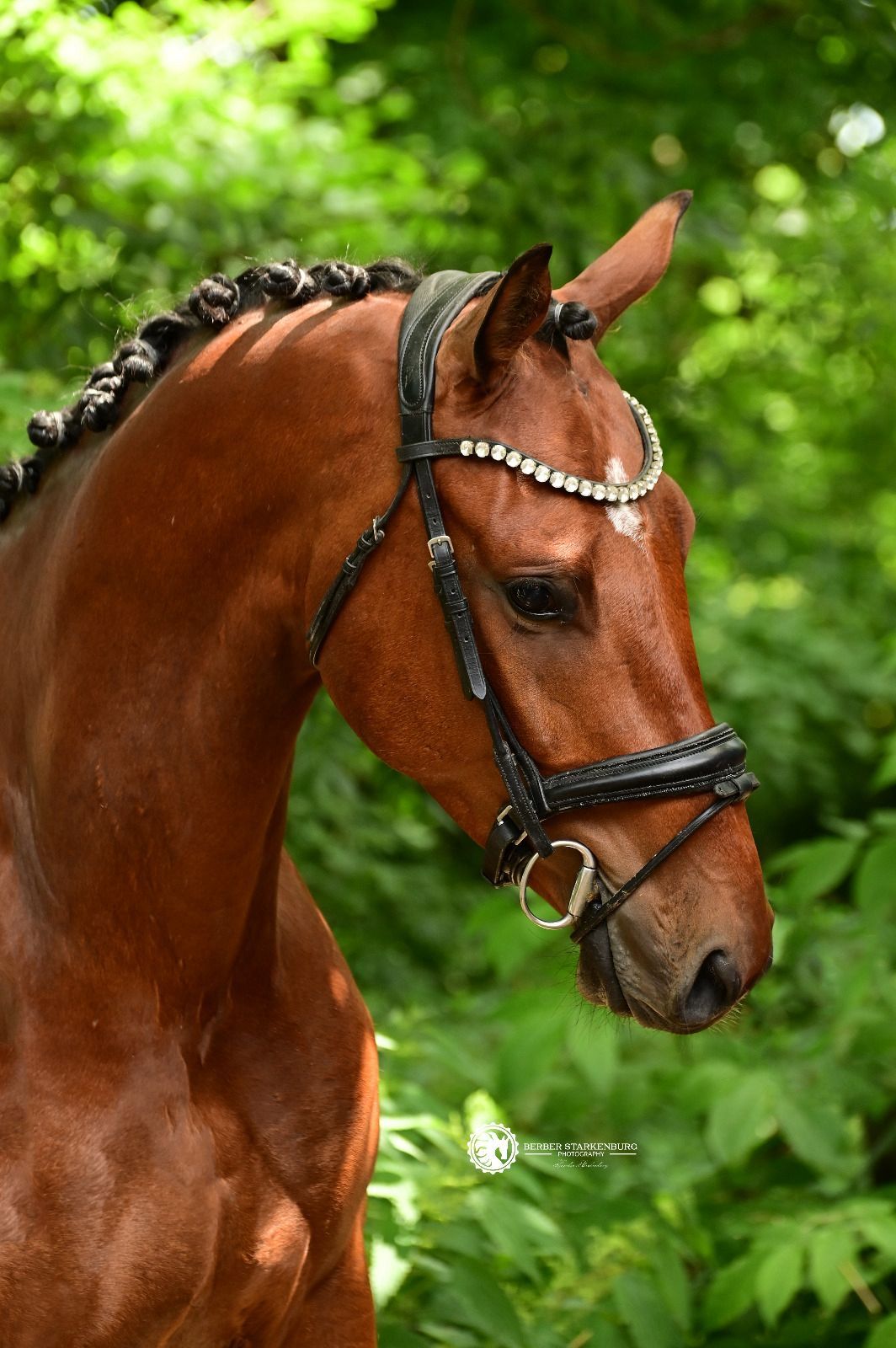 kwpn dressuurpaard ruin 3 jaar bruin te koop - Foto 3