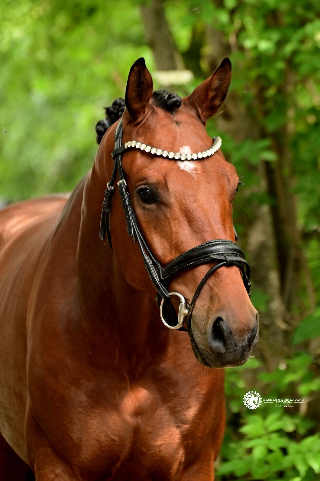 kwpn dressuurpaard ruin 3 jaar bruin te koop - Foto 4