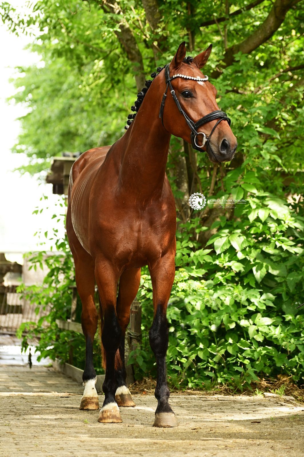 kwpn dressuurpaard ruin 3 jaar bruin te koop - Foto 5