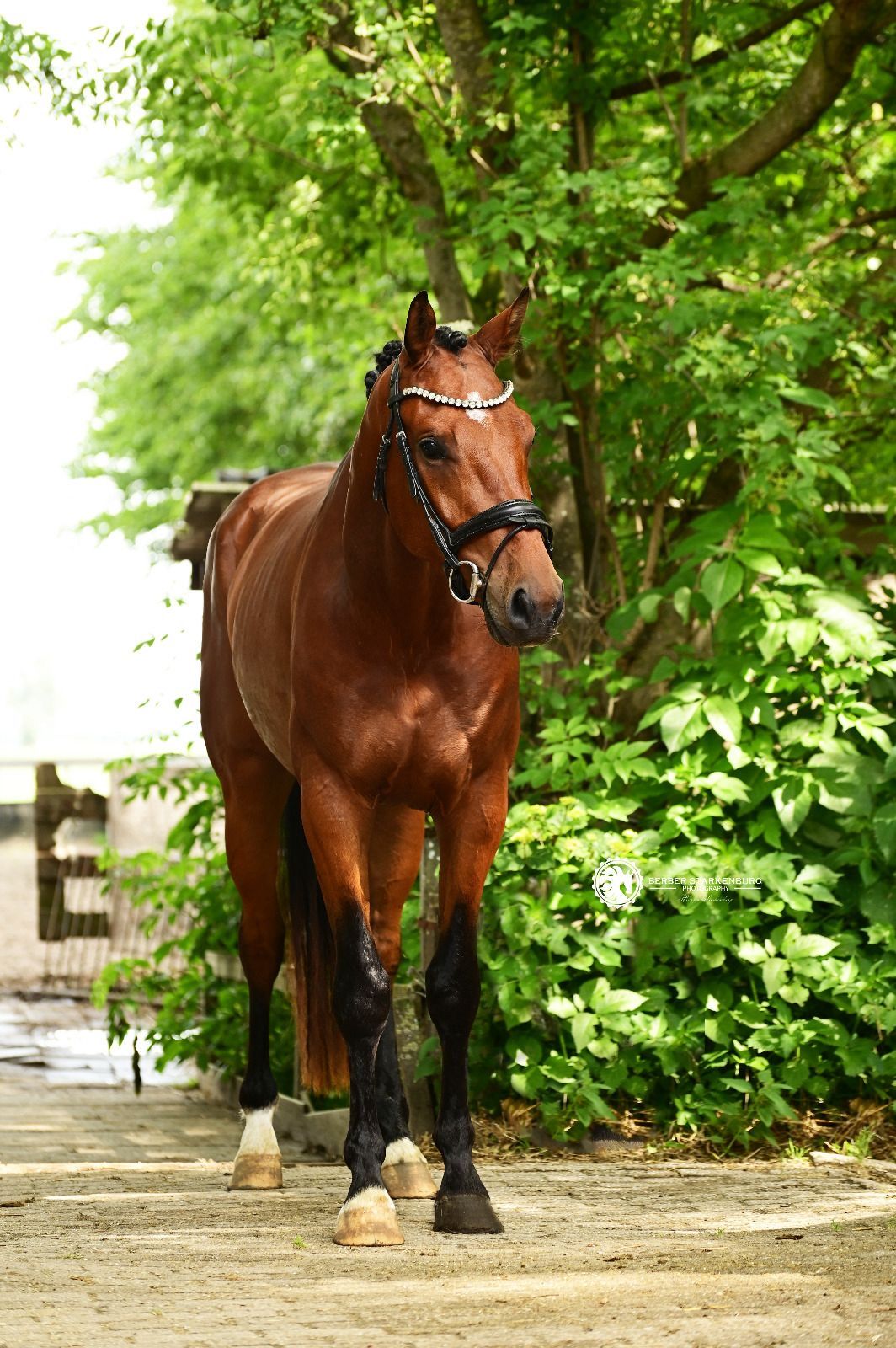 kwpn dressuurpaard ruin 3 jaar bruin te koop - Foto 2