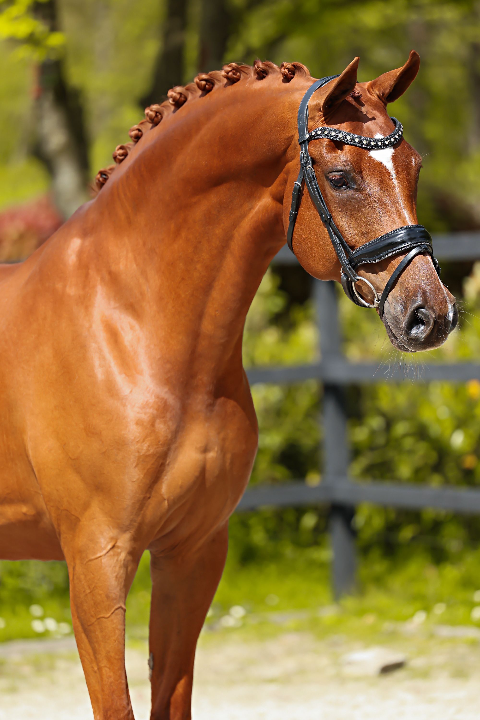 Magnifique jument d'élite de 10 ans, dressage ZZ-Licht