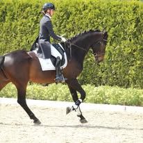 kwpn dressuurpaard merrie 12 år donkerbruin till salu - Foto 2