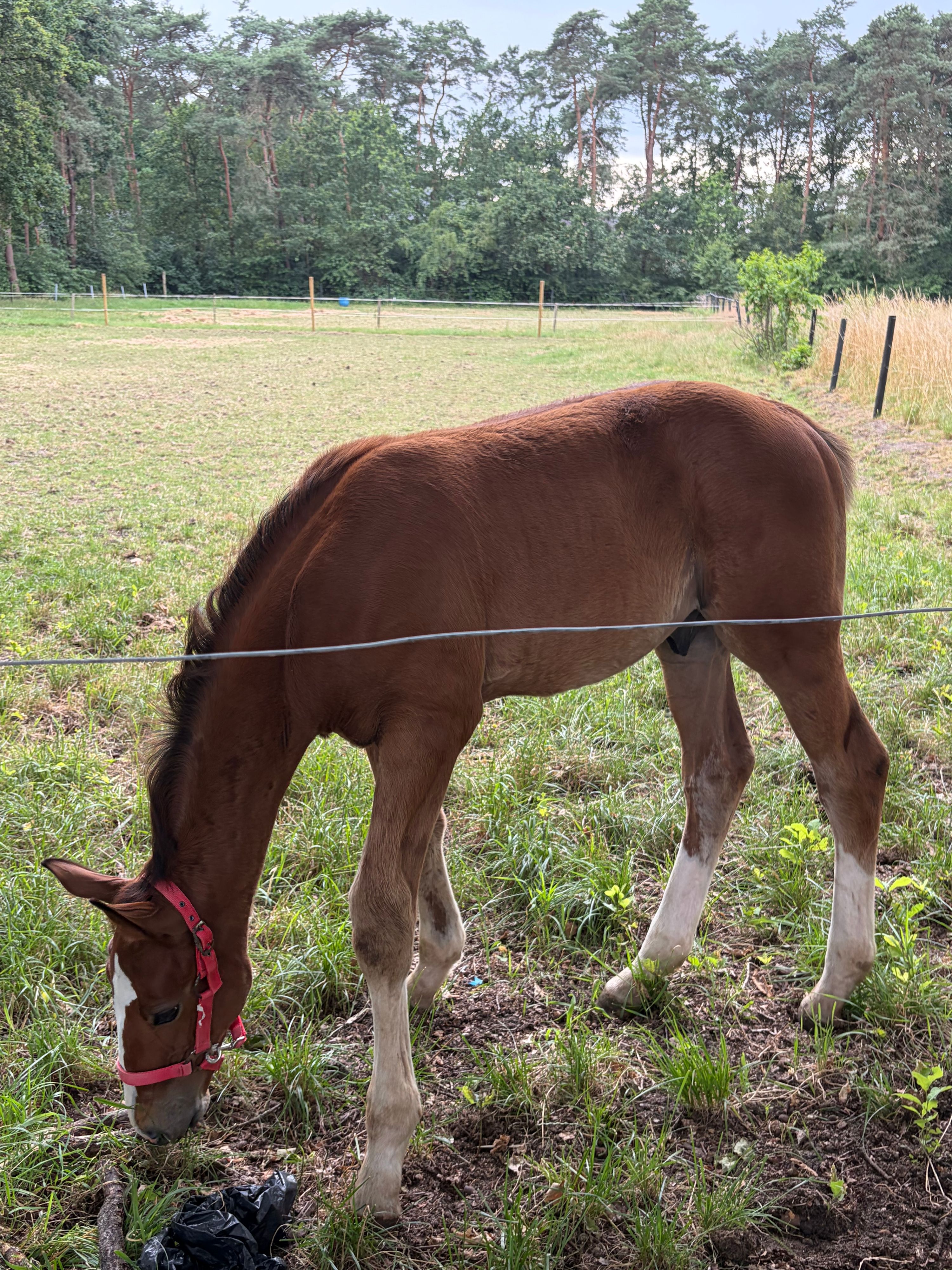 Promising colt Ambassador Z 
