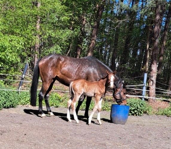 zangersheide springpaard hengst 0 years old bruin for sale - Photo 5