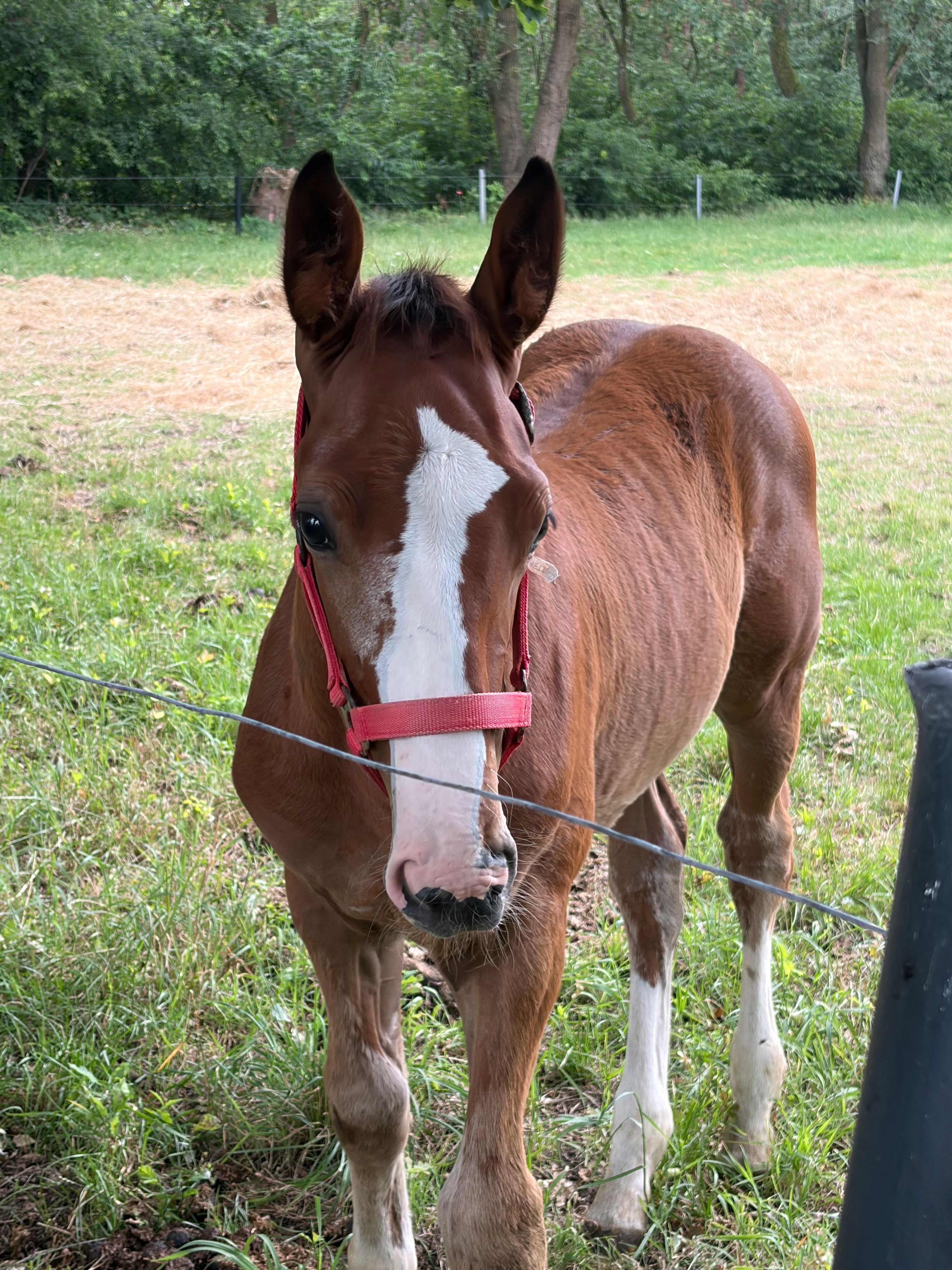 zangersheide springpaard hengst 0 years old bruin for sale - Photo 3