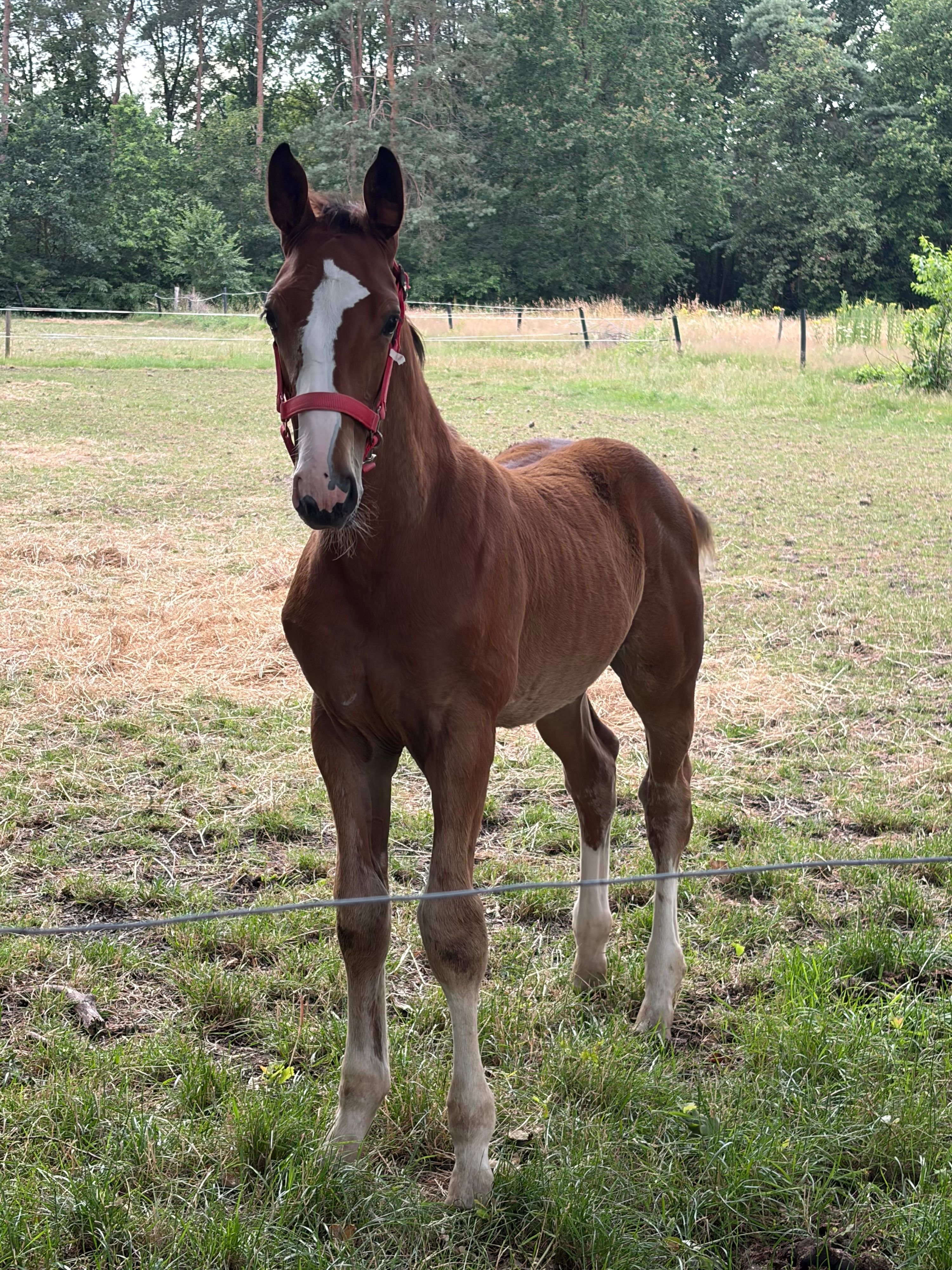 zangersheide springpaard hengst 0 years old bruin for sale - Photo 4