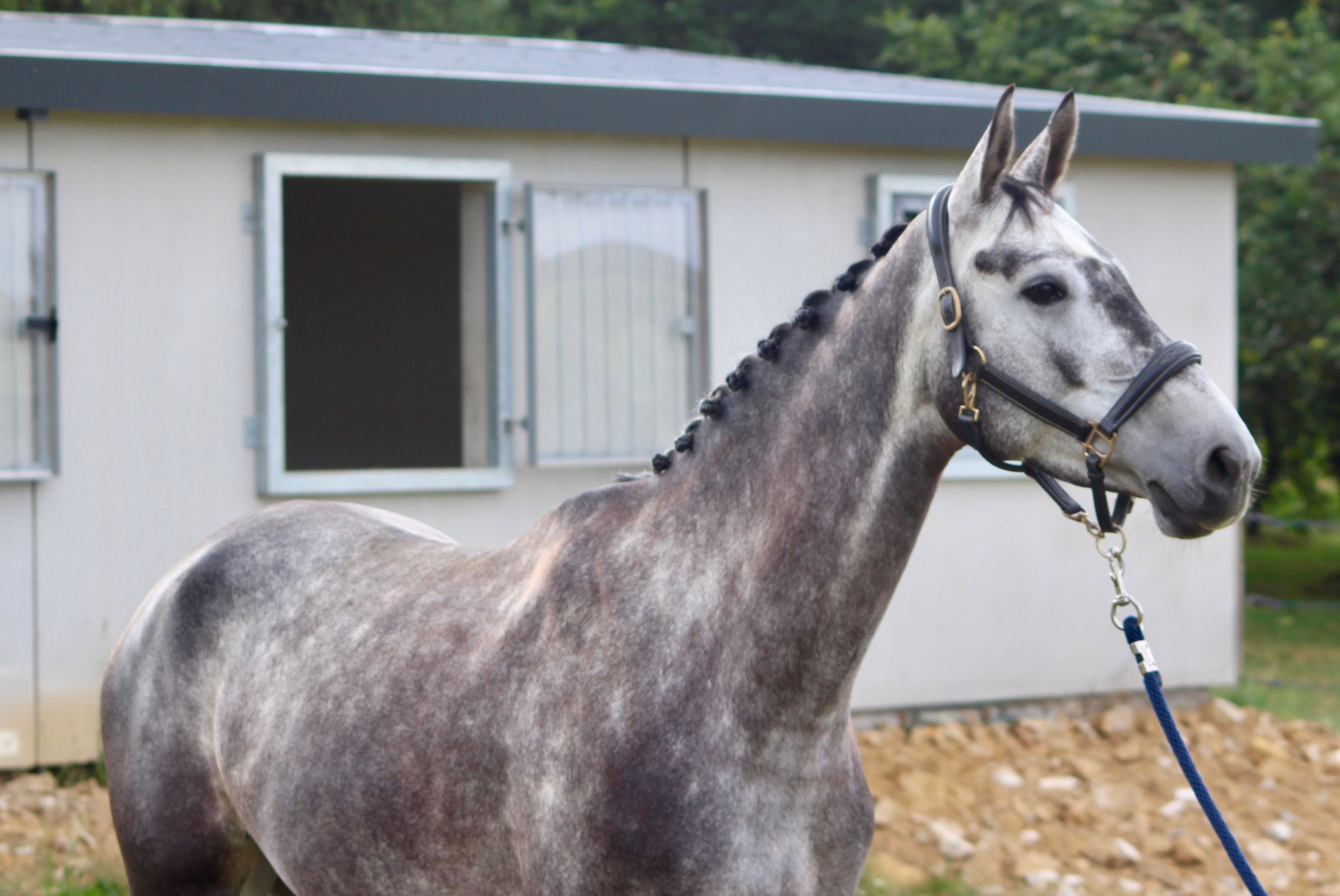 sbs springpaard merrie 5 years old schimmel for sale - Photo 2