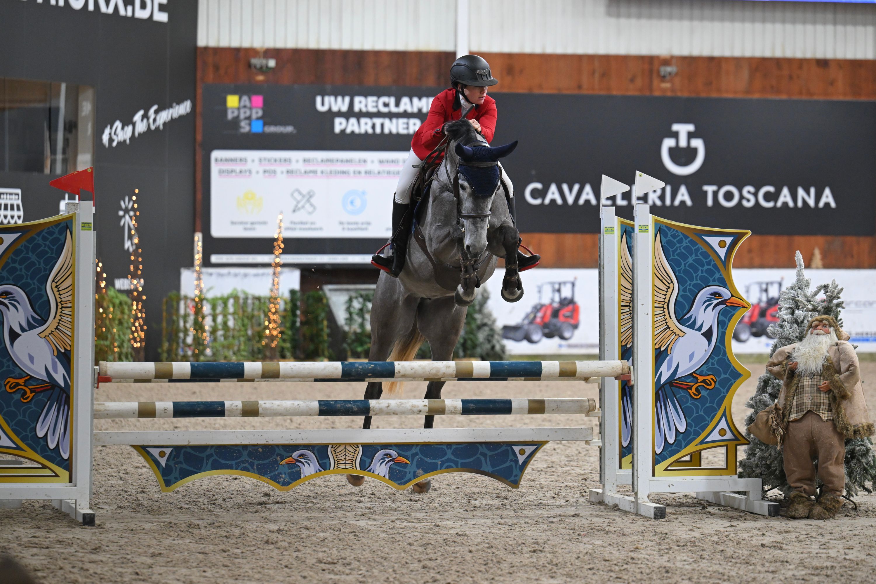 sbs springpaard merrie 5 years old schimmel for sale - Photo 4